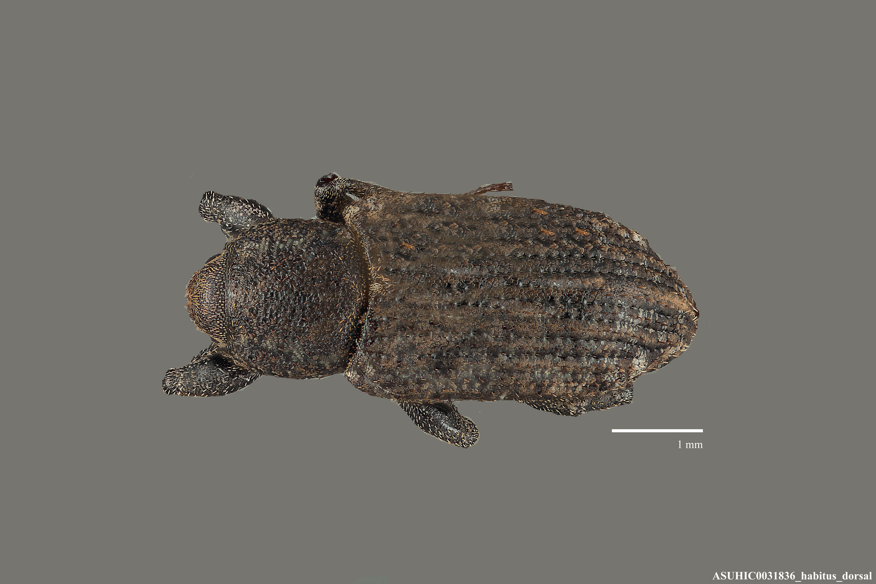 Listronotus distinctus image