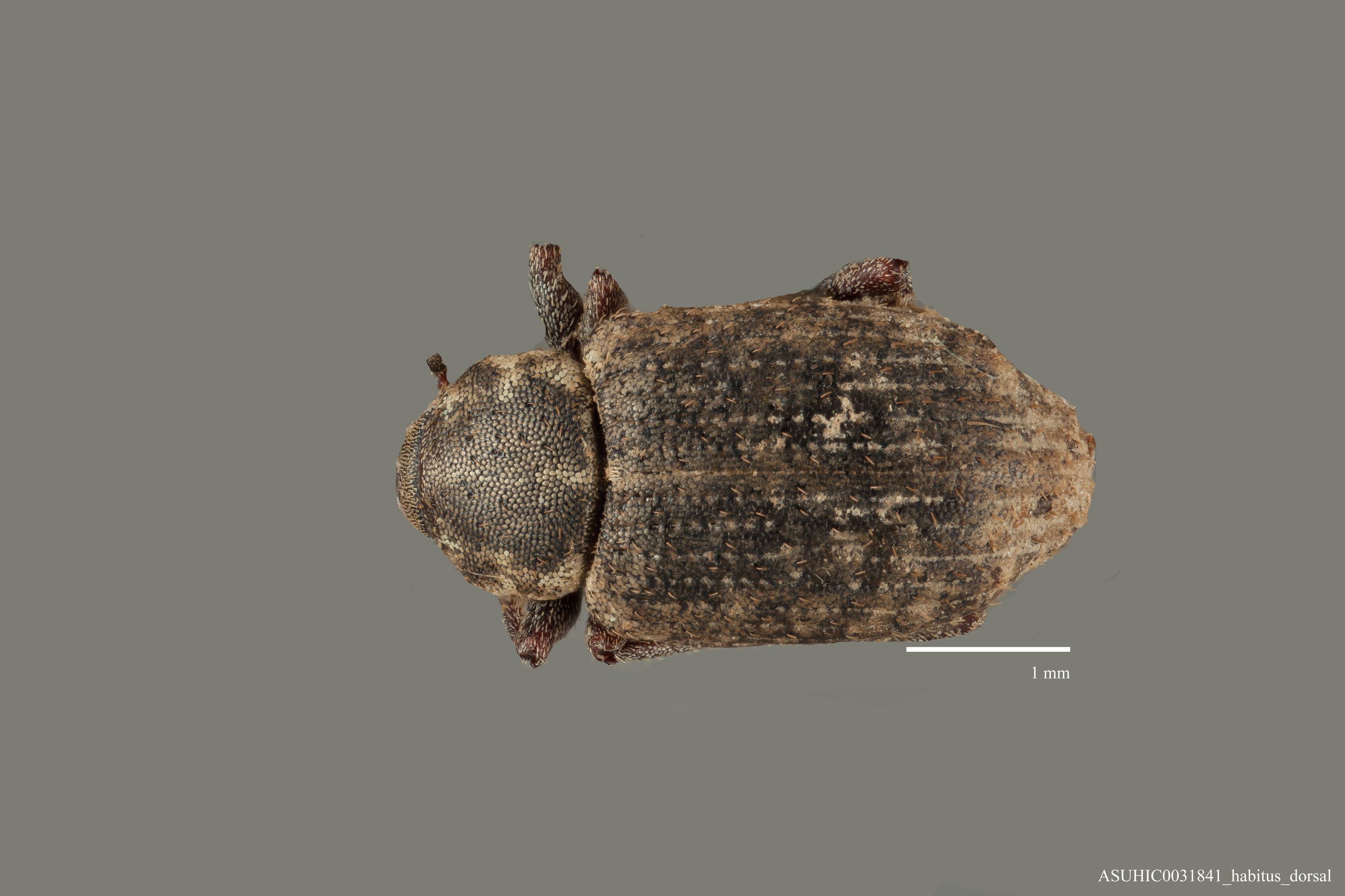 Listronotus durangoensis image