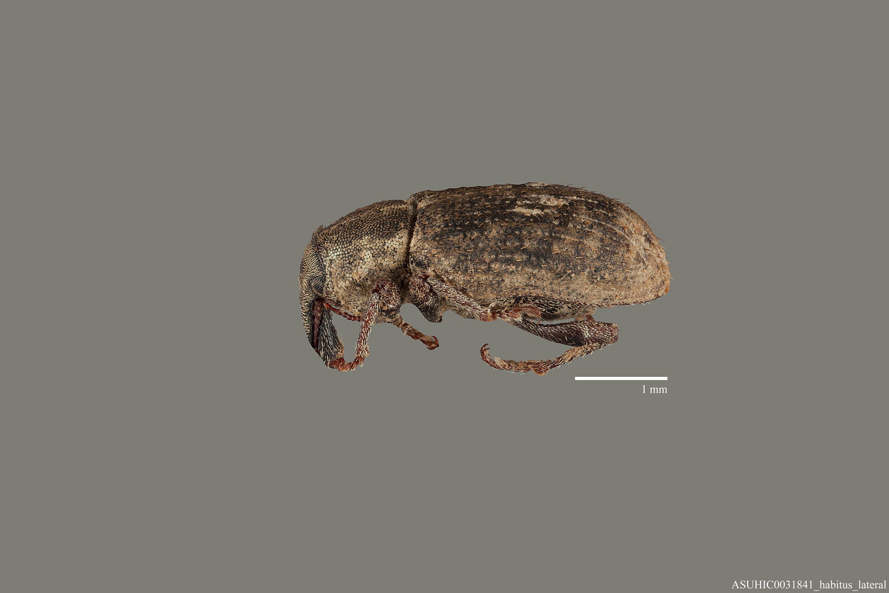 Listronotus durangoensis image