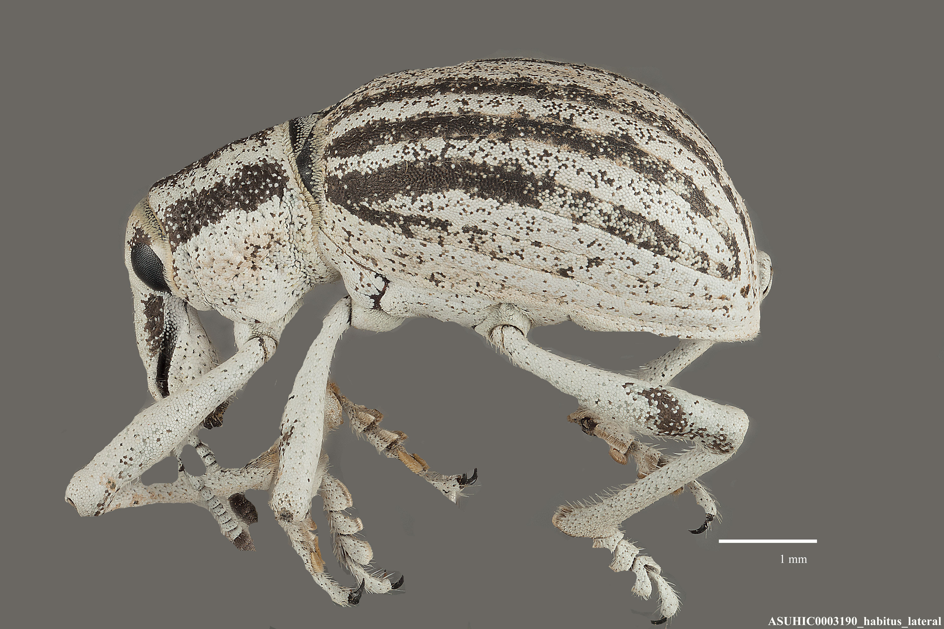 Ophryastes mixtus image