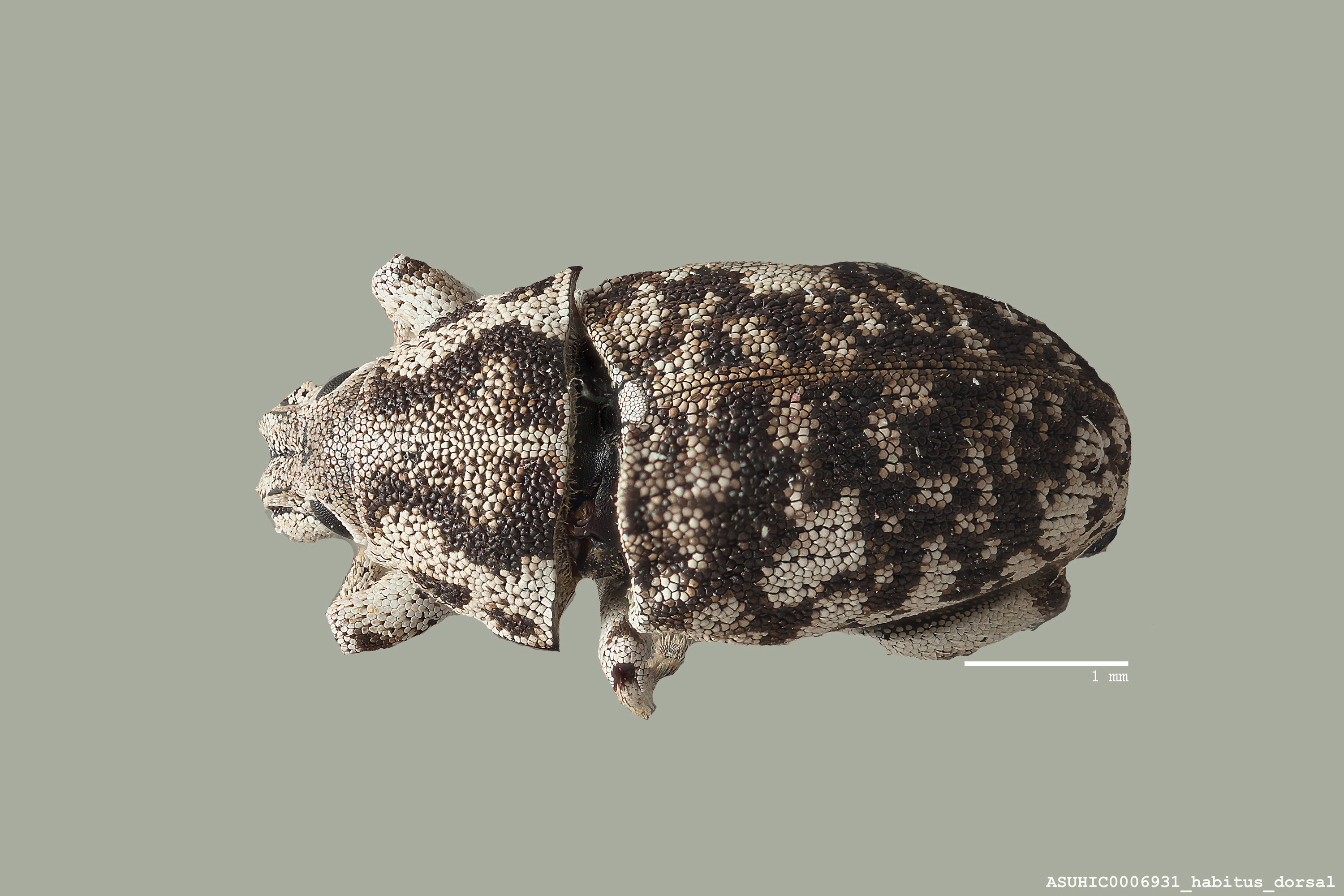 Colecerus marmoratus image