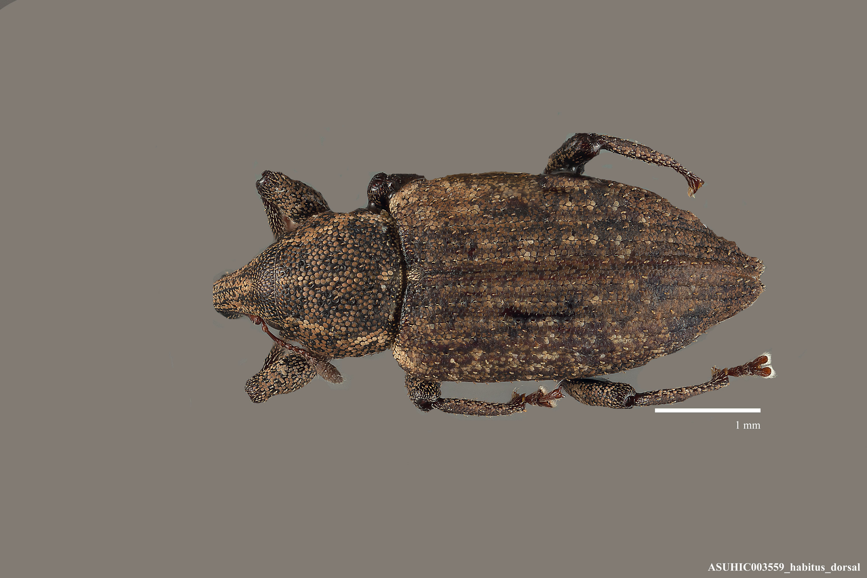 Listronotus blandus image