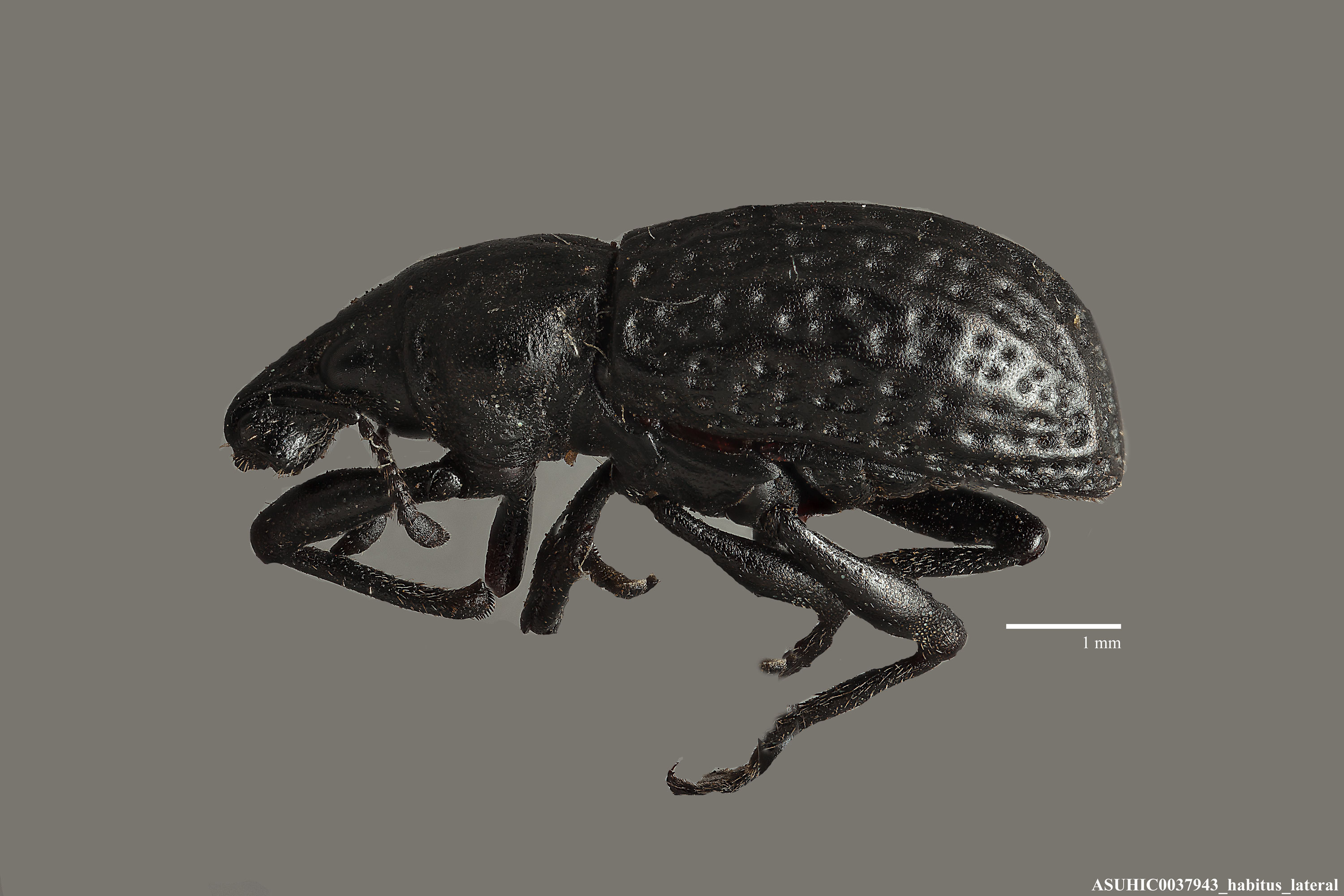 Epicaerus (Epicaerus) truquianus image