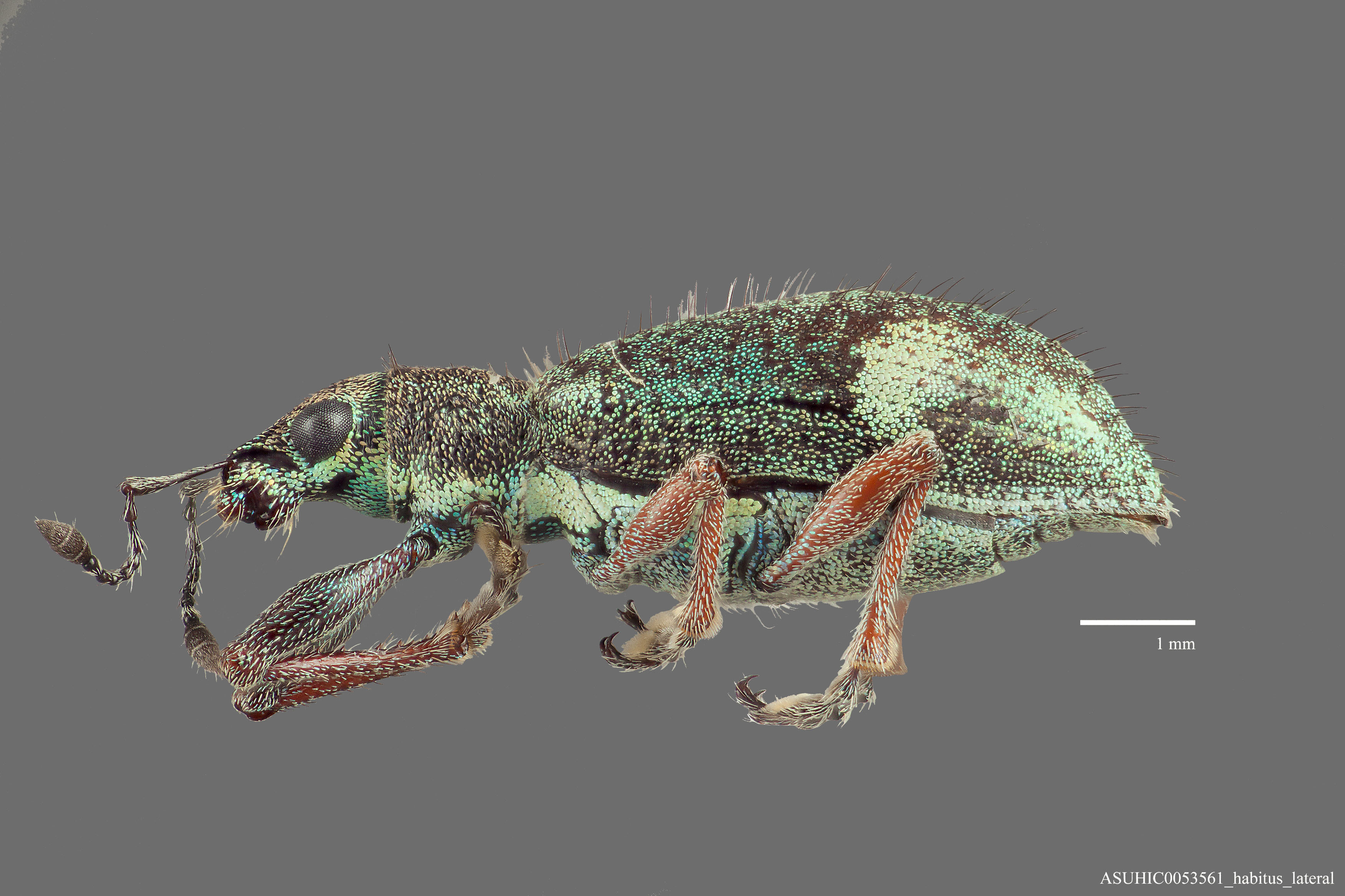 Amphideritus image