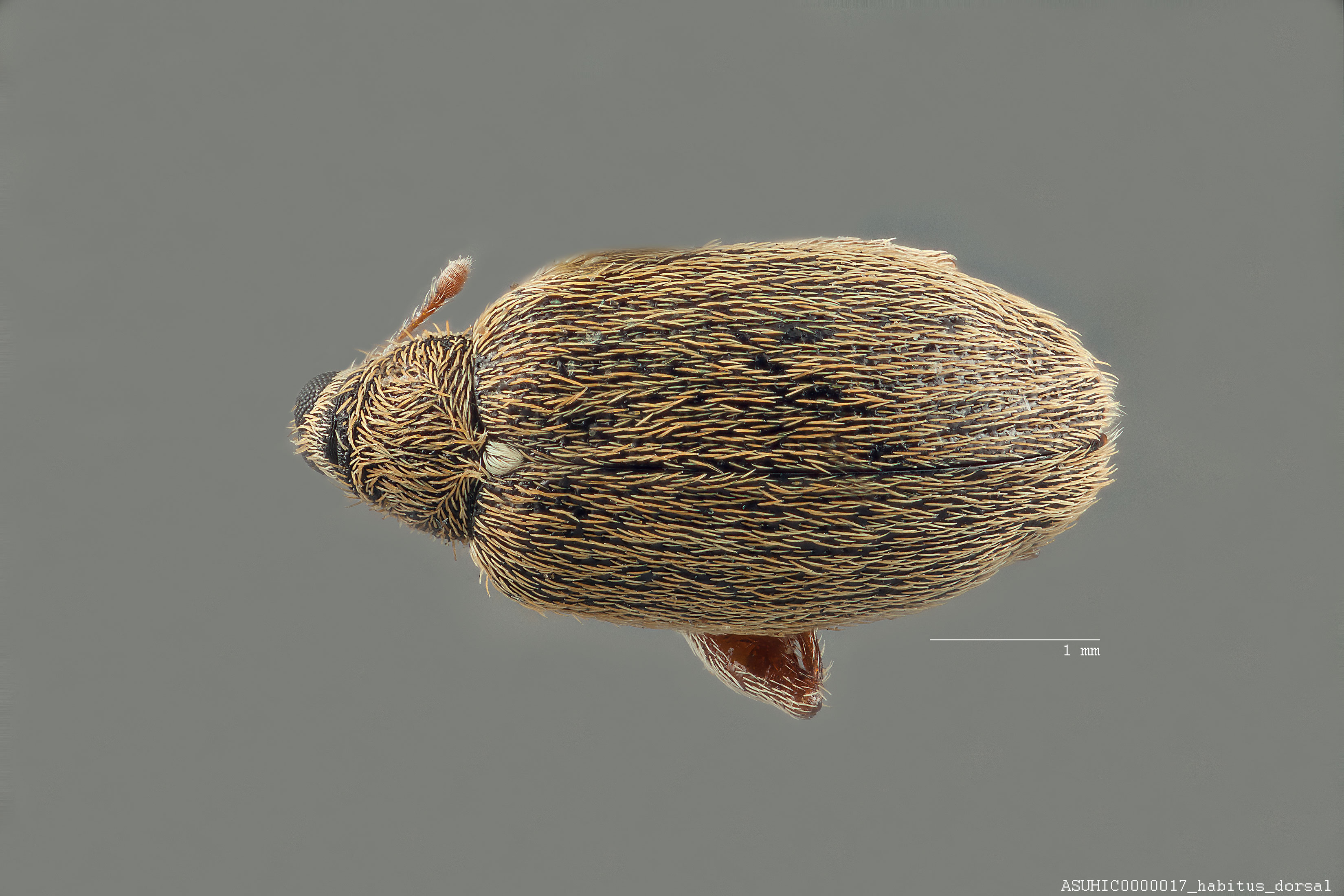 Rhynchaenus griseus image