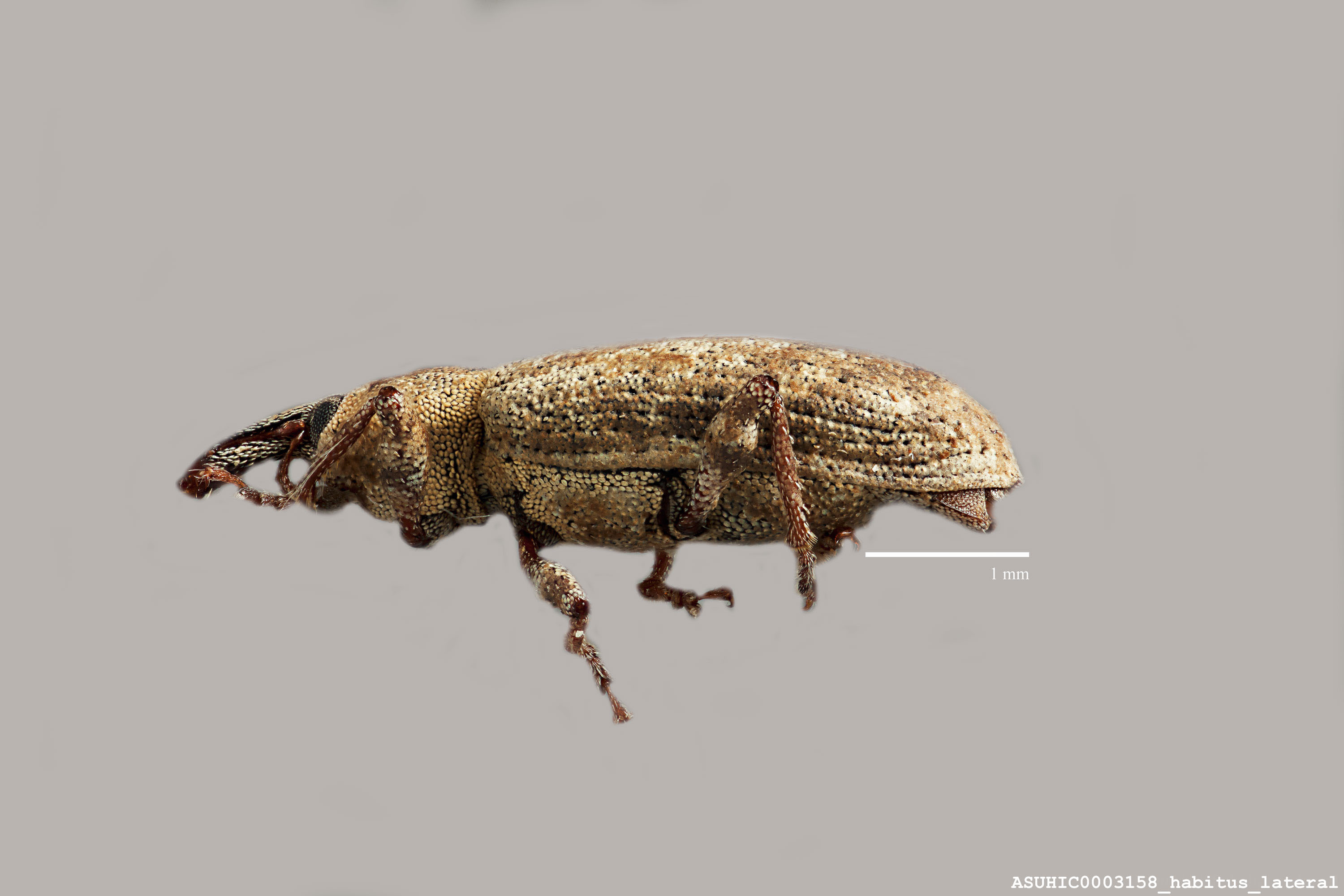 Peritaxia hispida image