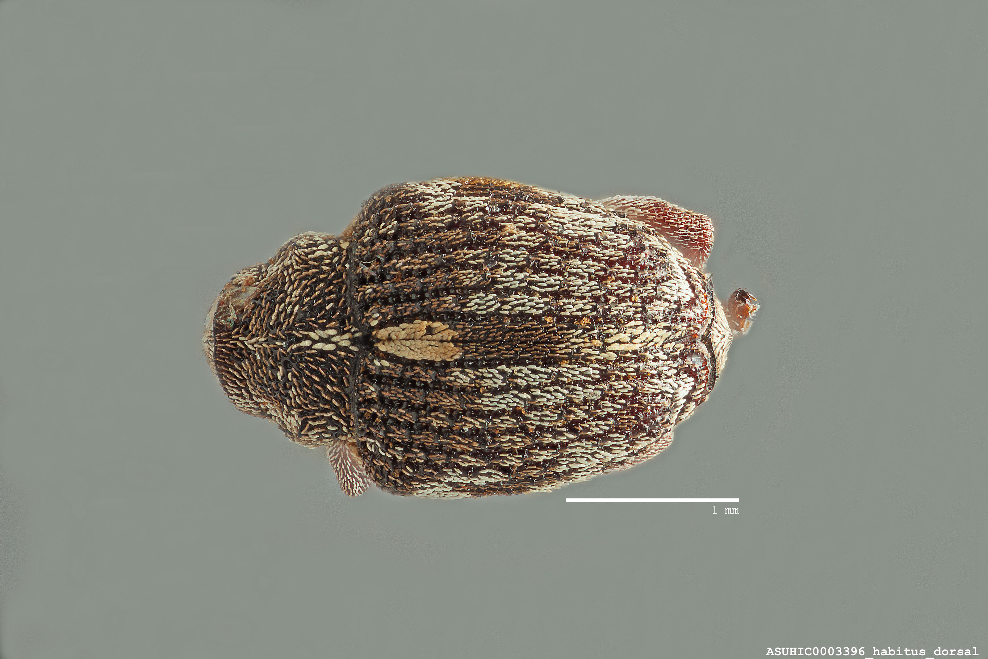 Rhinoncus castor image