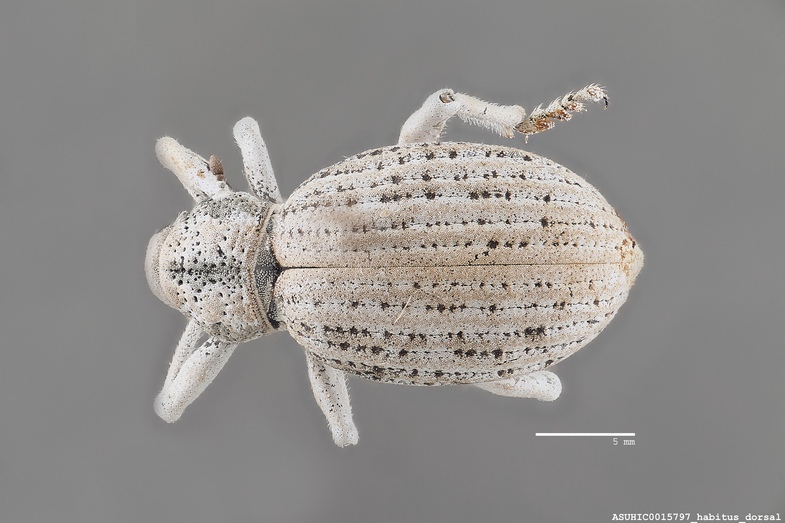 Ophryastes desertus image