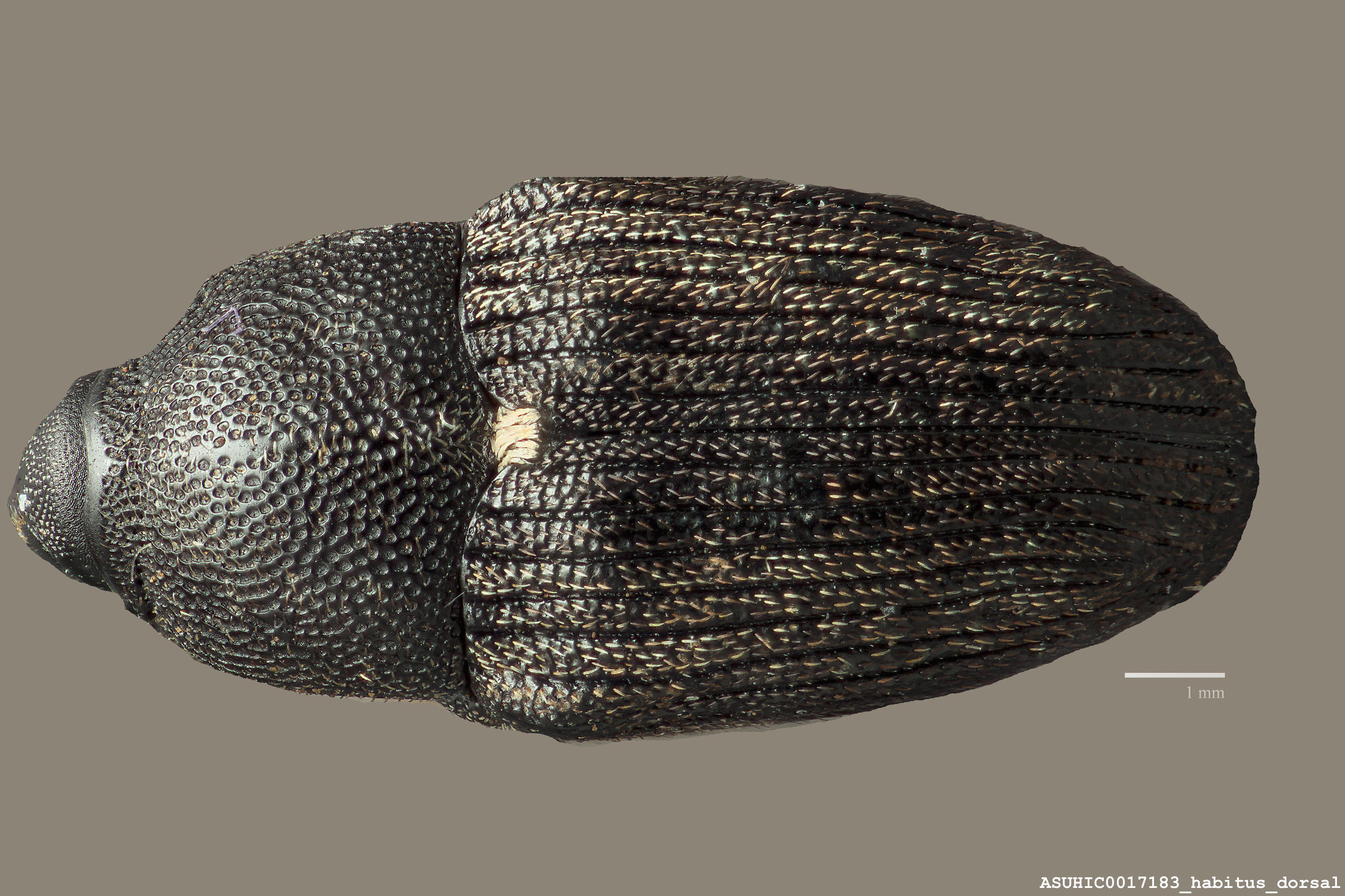 Odontocorynus creperus image