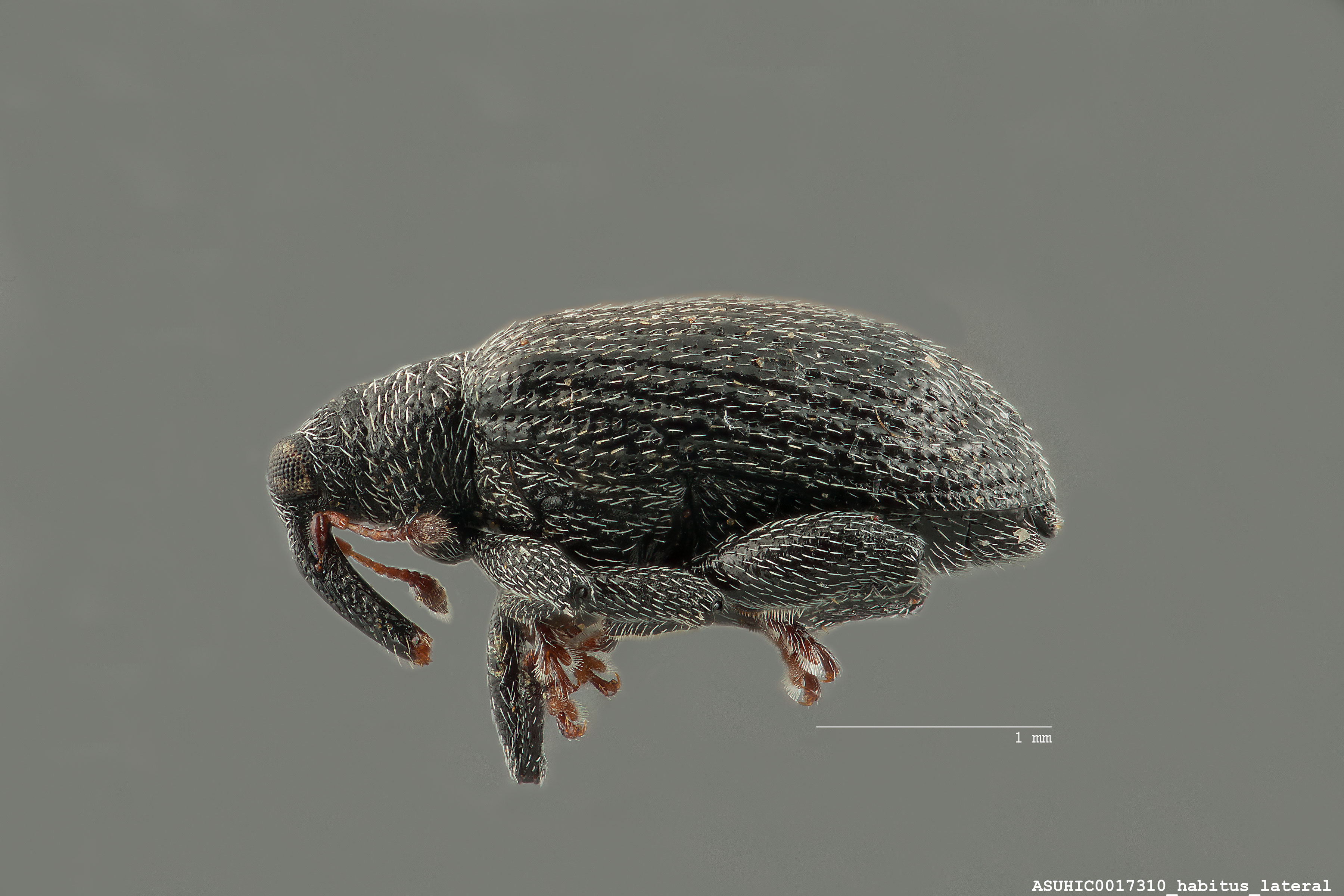 Orchestes mixtus image