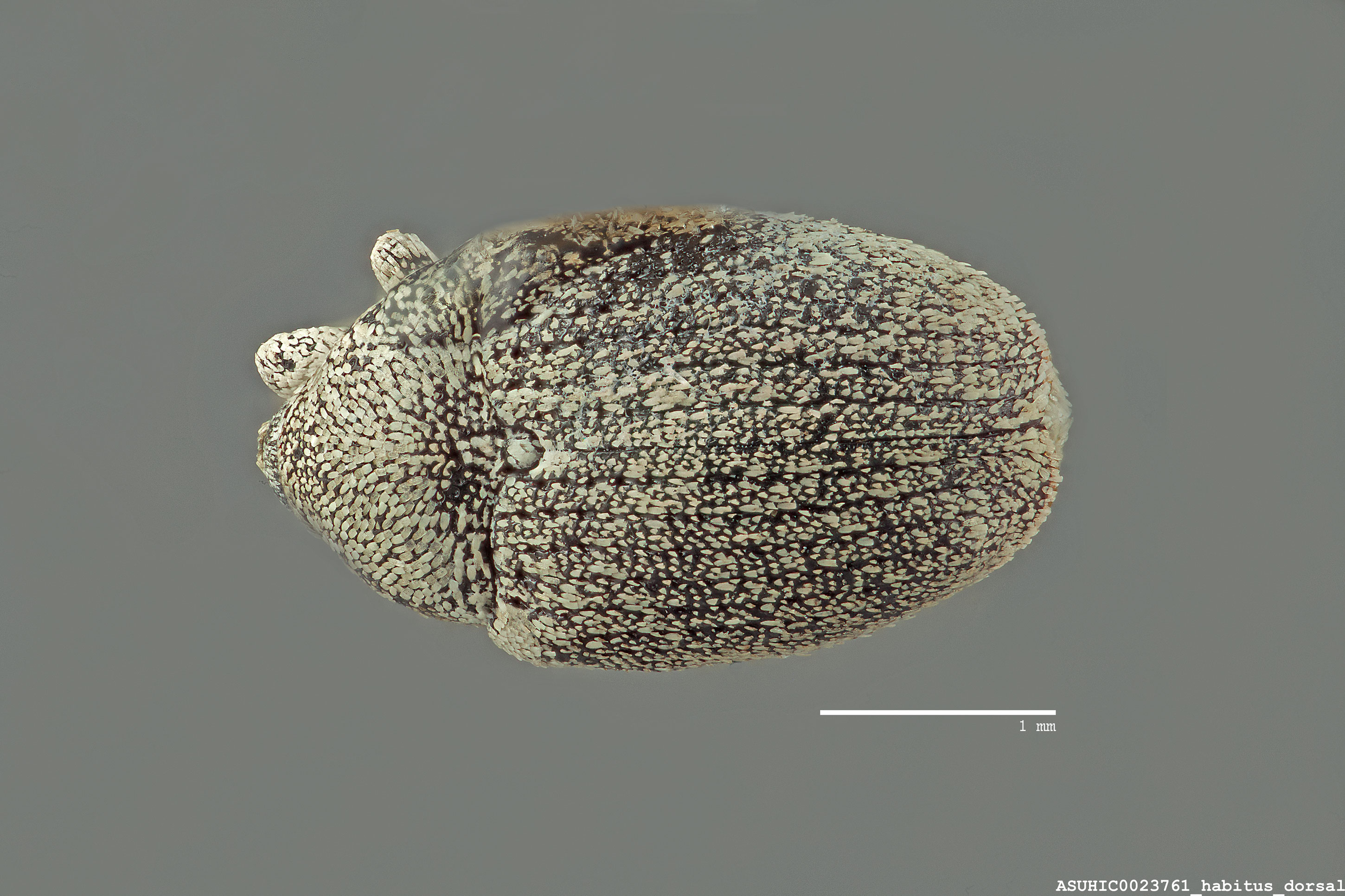 Sibinia candidata image