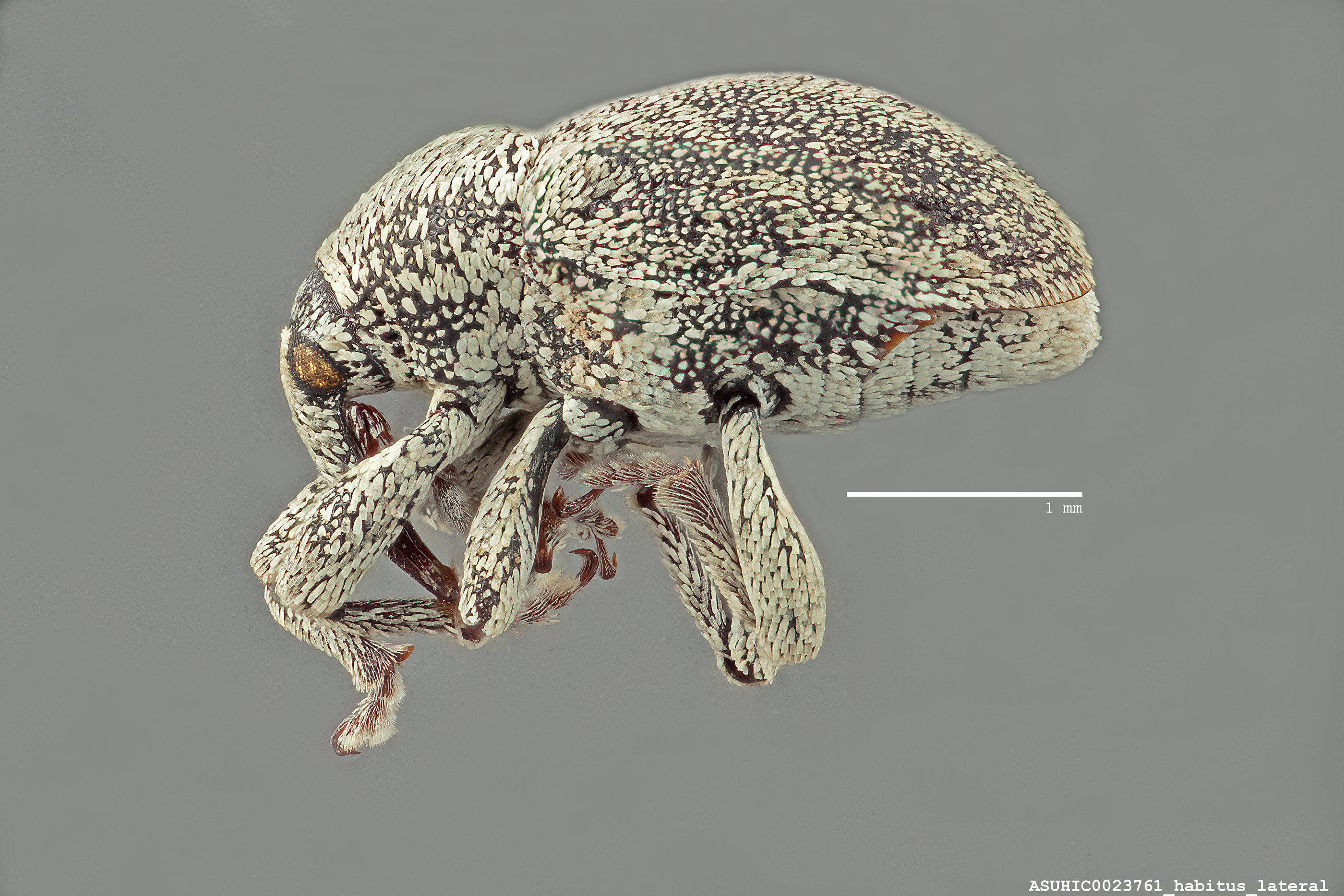 Sibinia candidata image