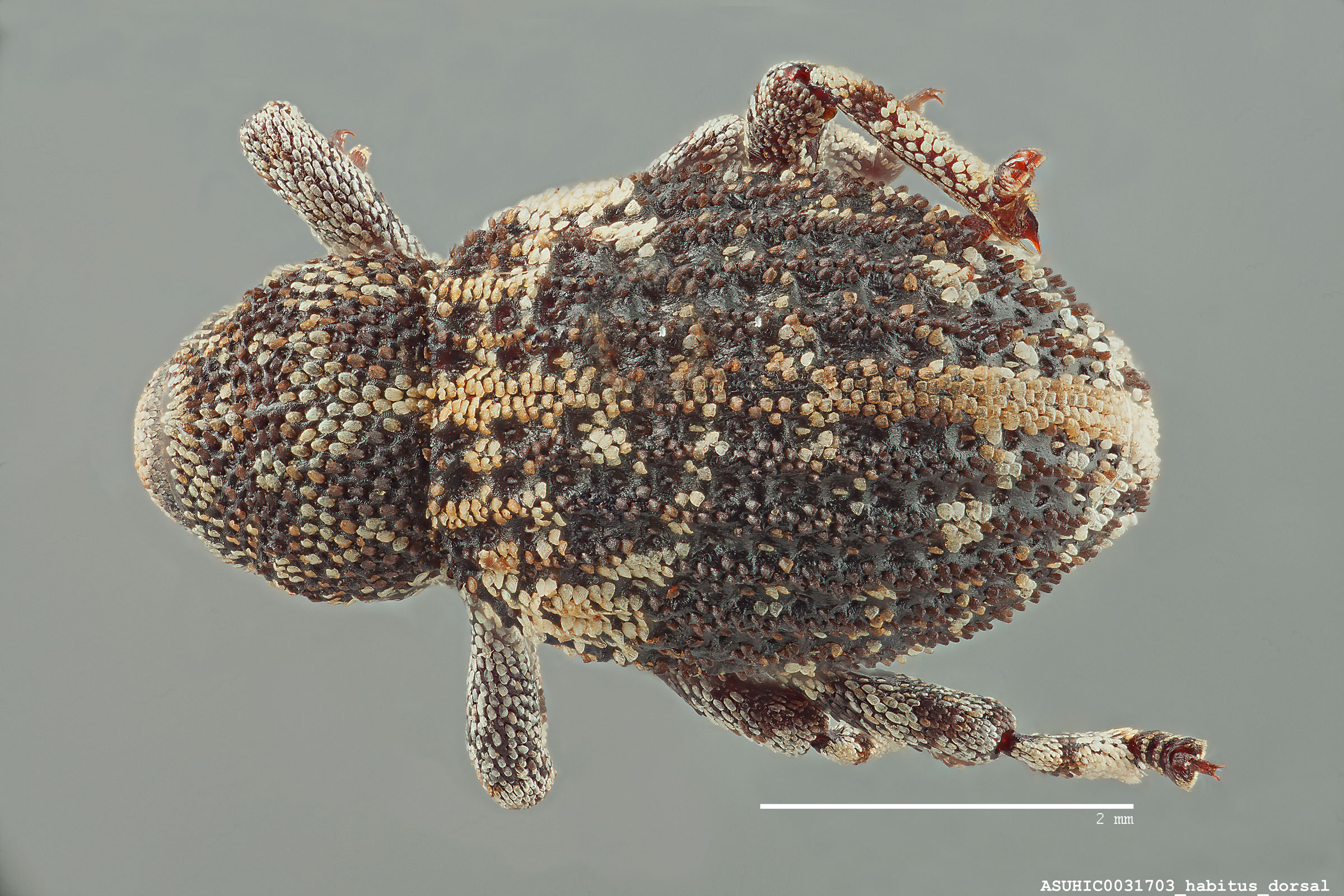 Gerstaeckeria basalis image