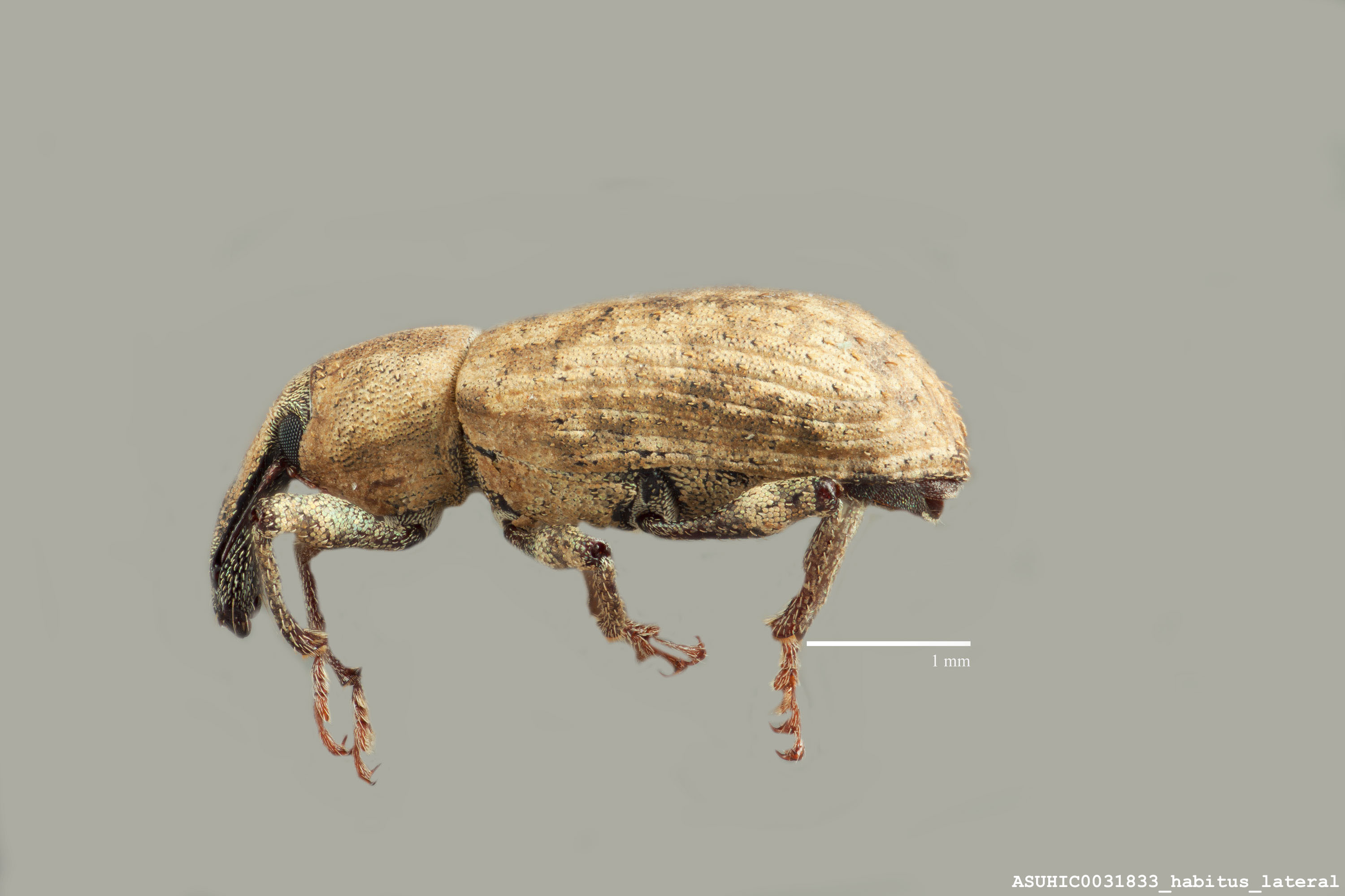 Listronotus debilis image