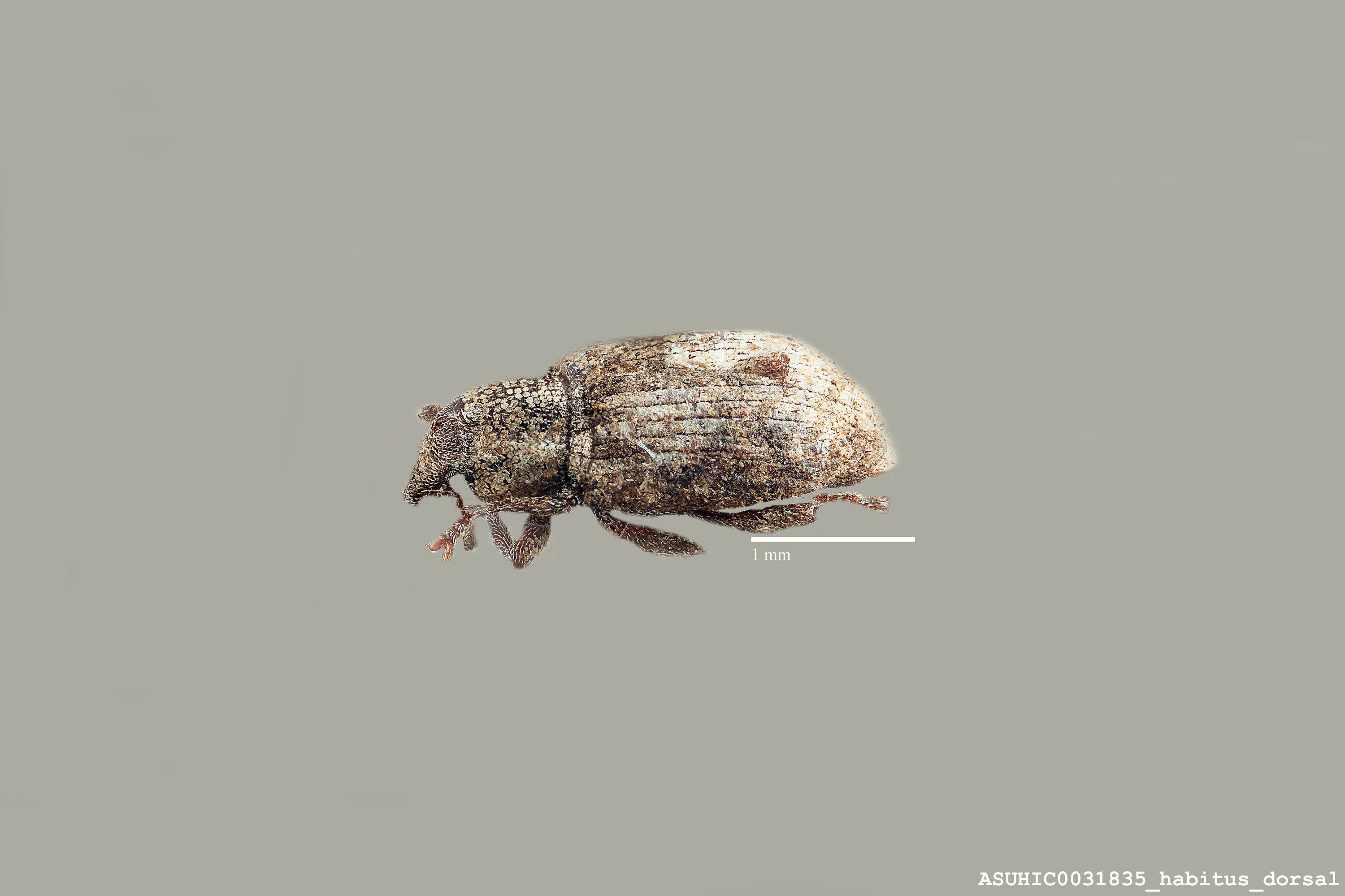 Listronotus dietzi image