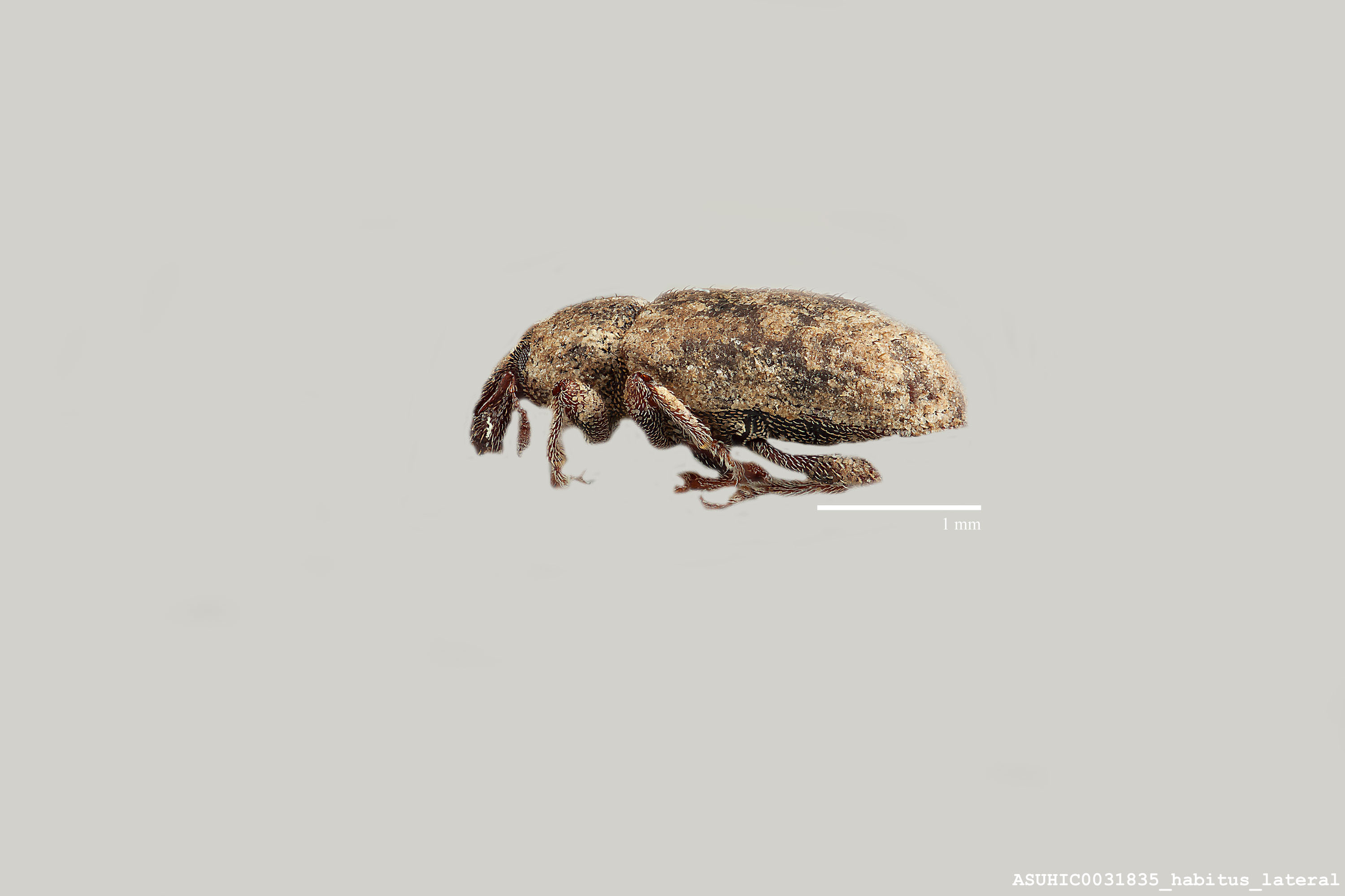 Listronotus dietzi image
