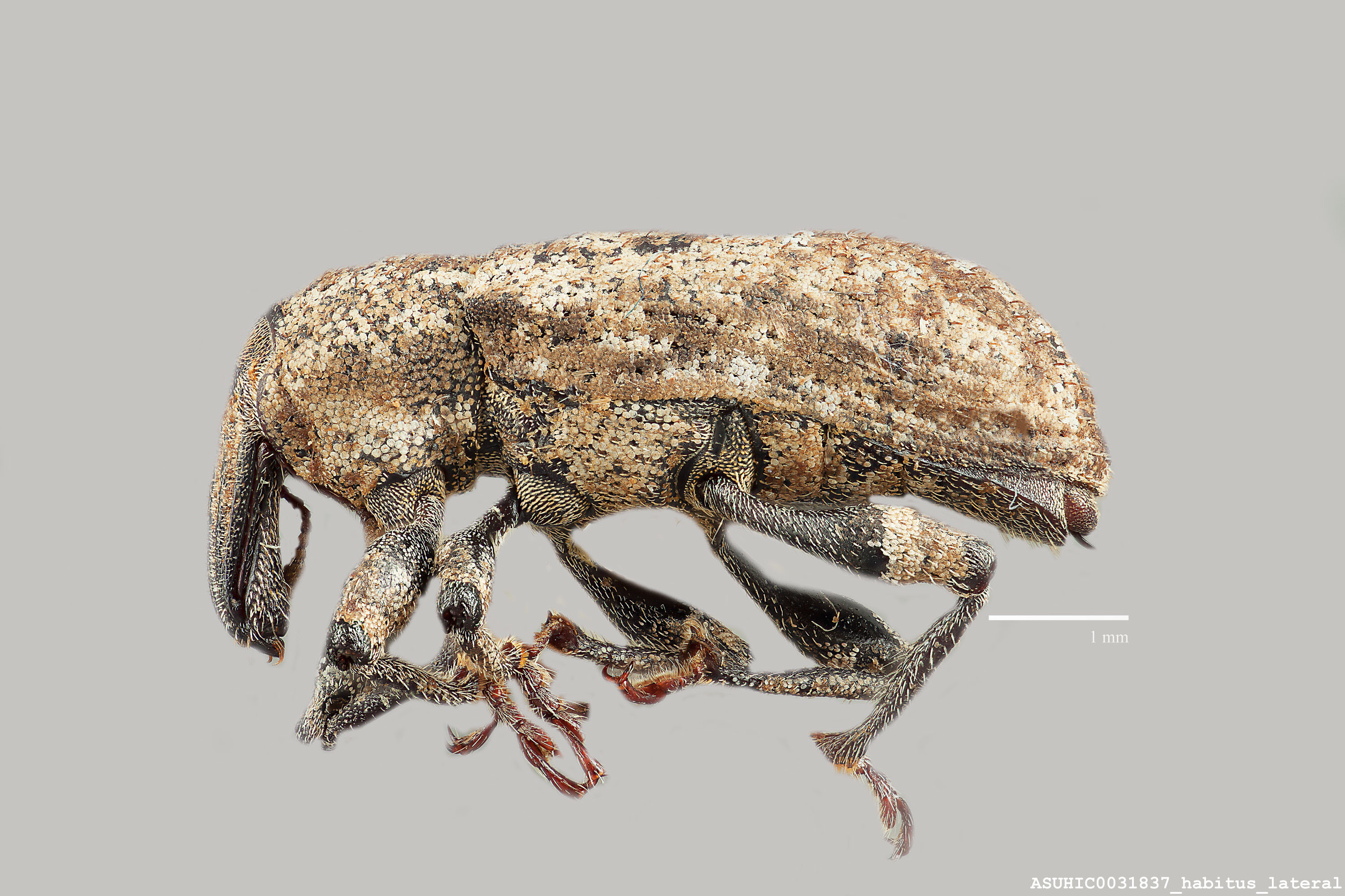 Listronotus distinctus image