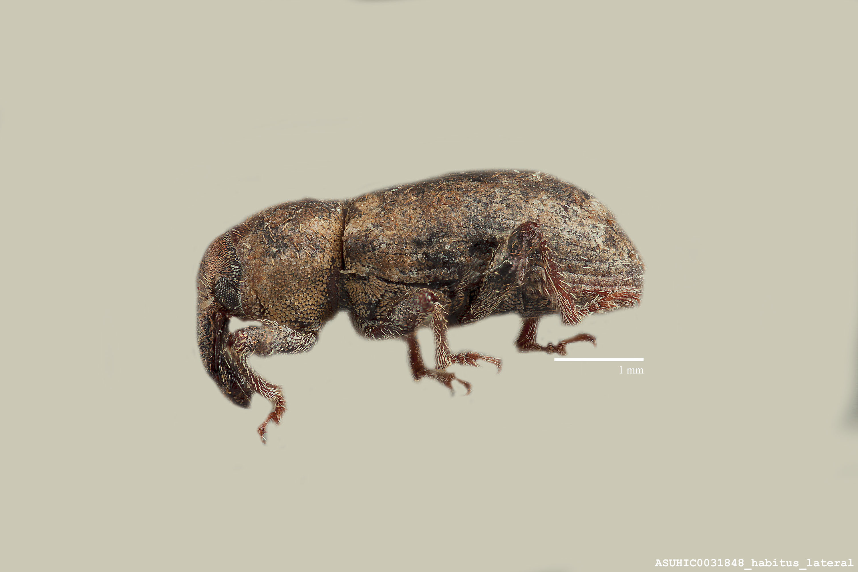 Listronotus elegans image