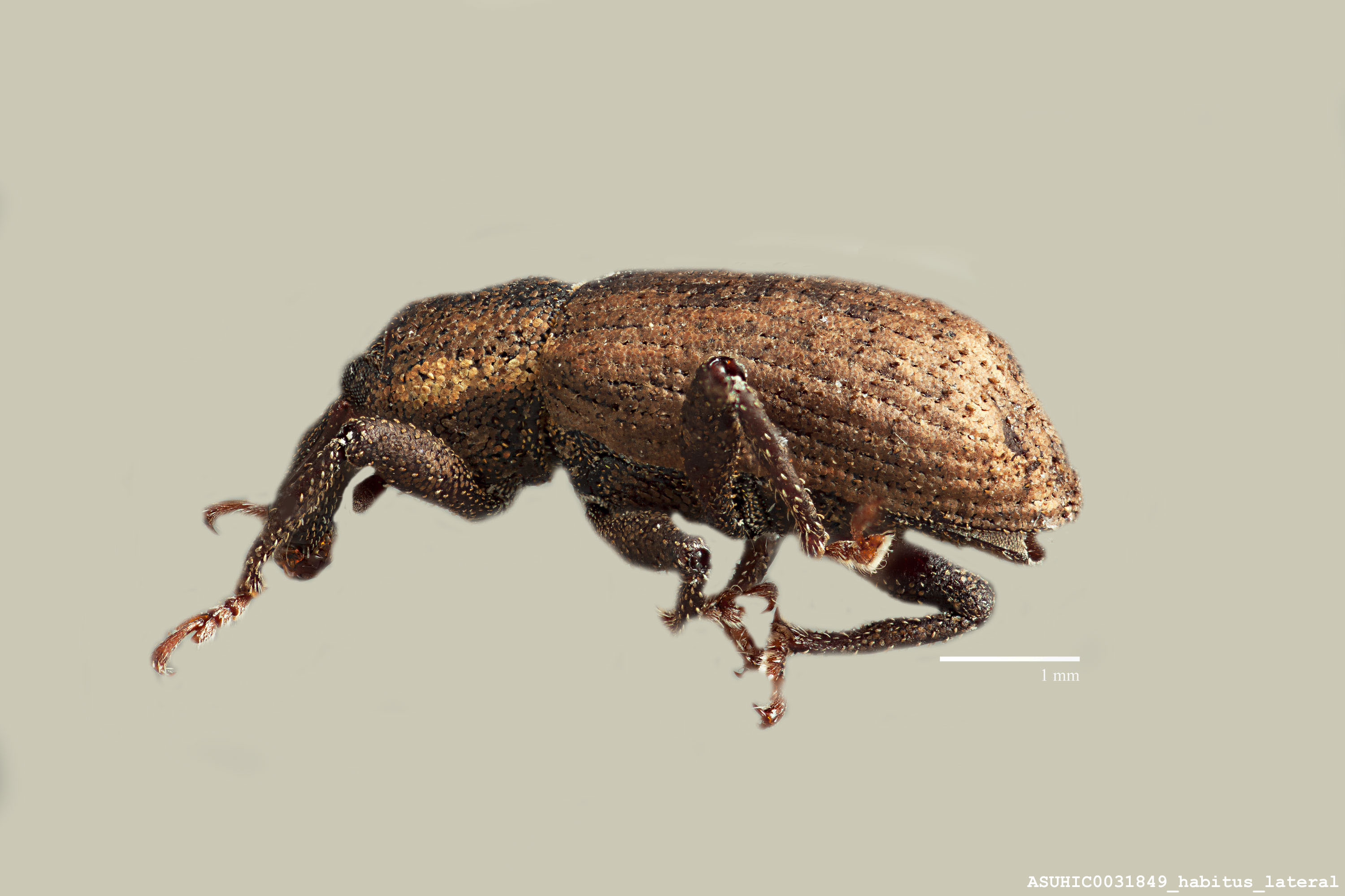 Listronotus elegantulus image