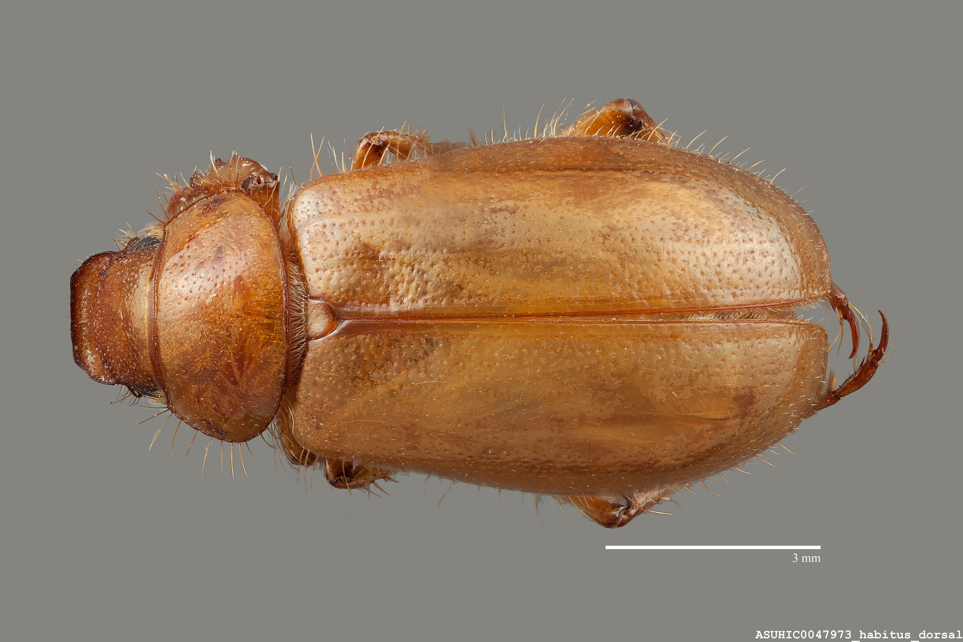 Coenonycha dimorpha image