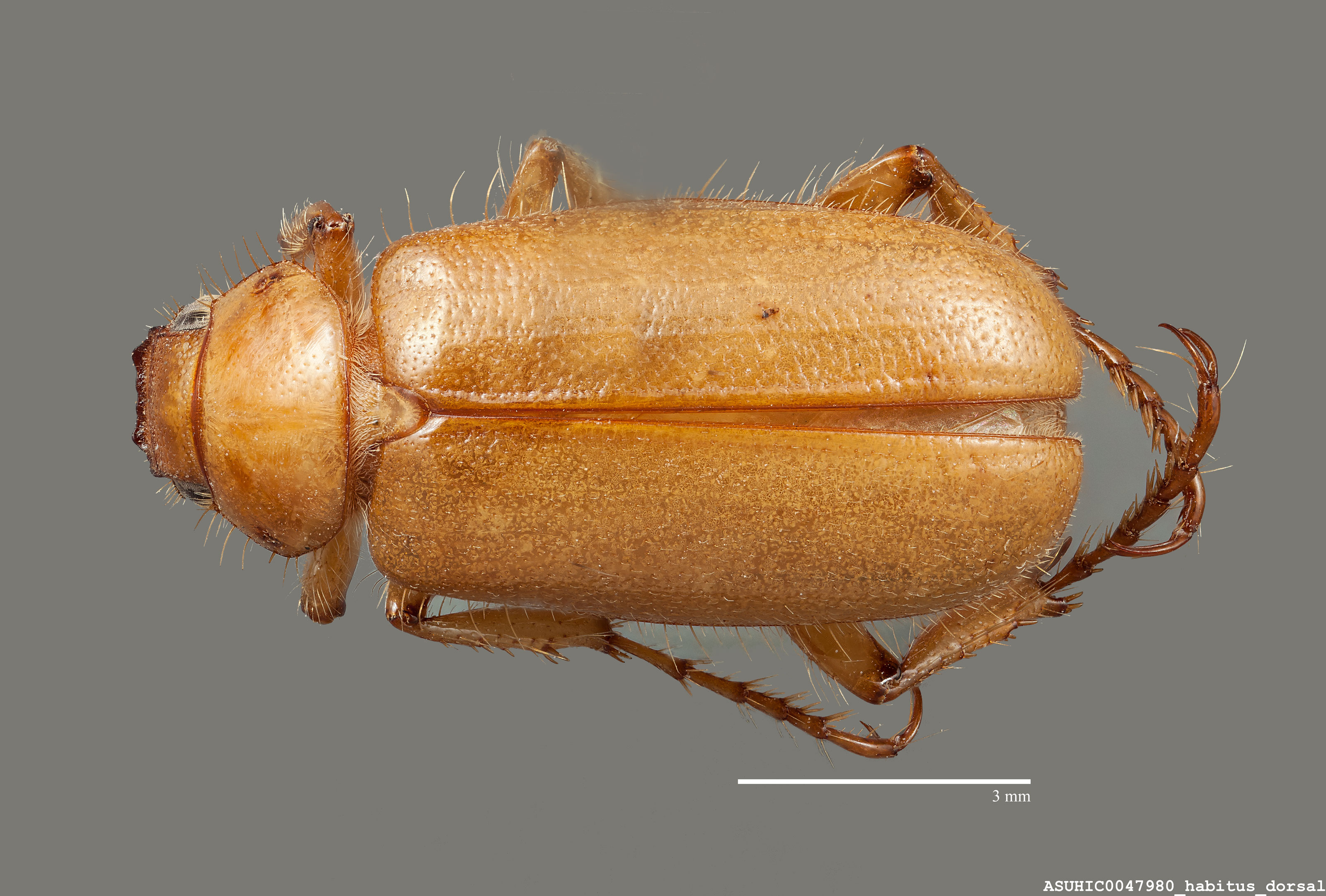 Coenonycha lurida image