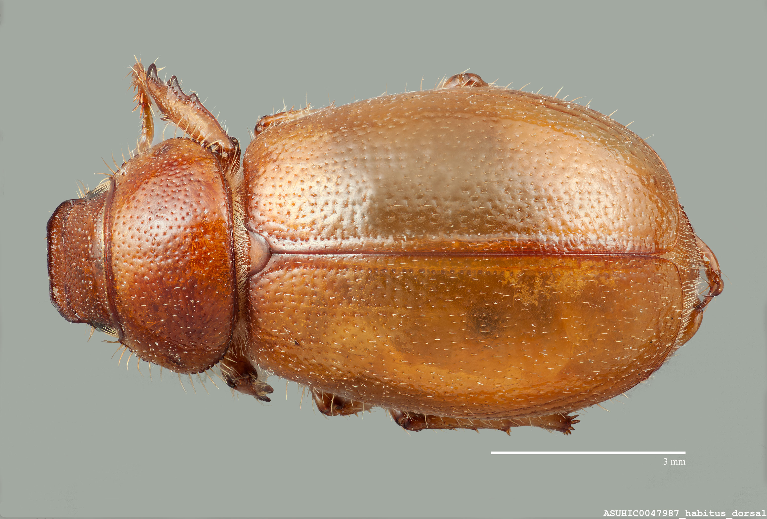 Coenonycha ovatis image