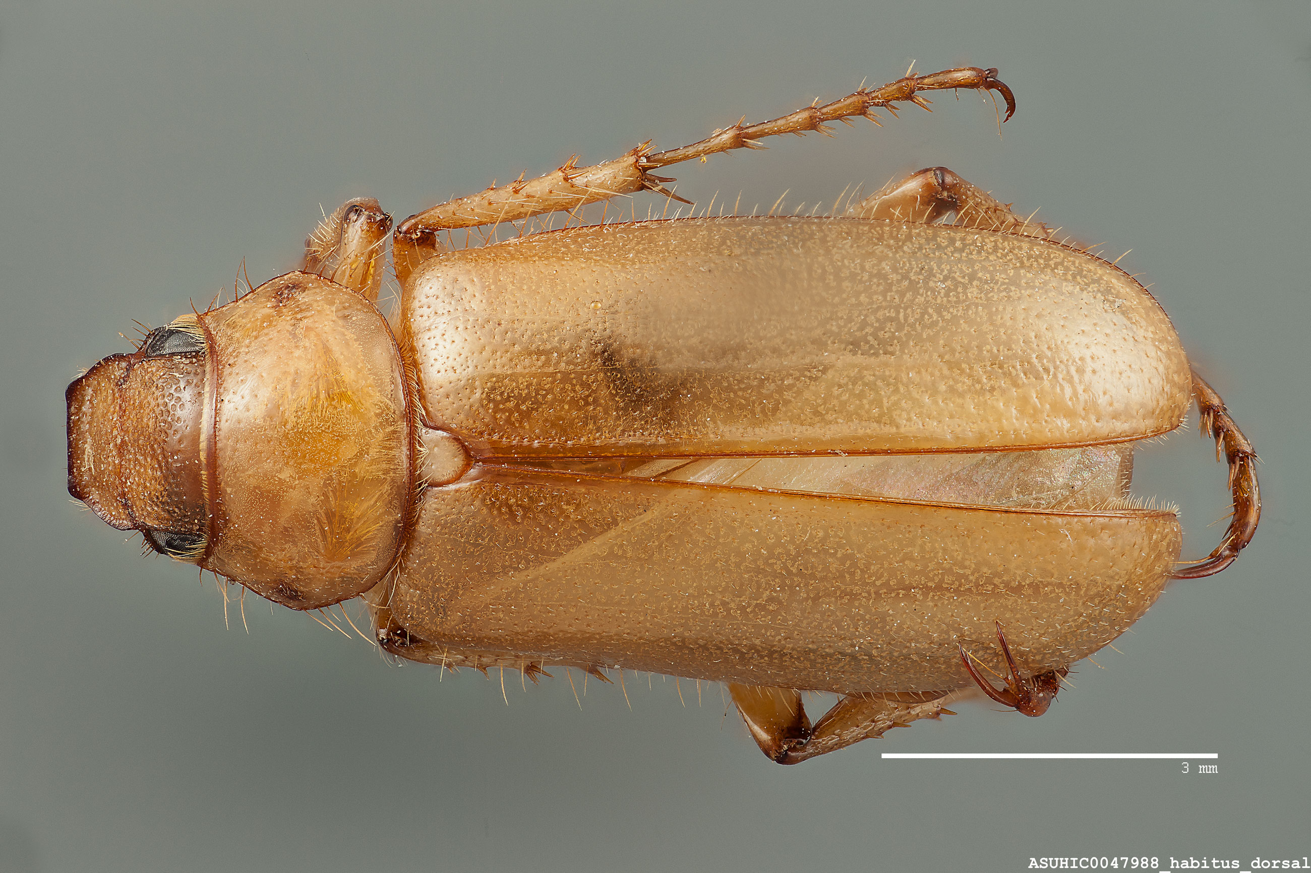 Coenonycha pallida image