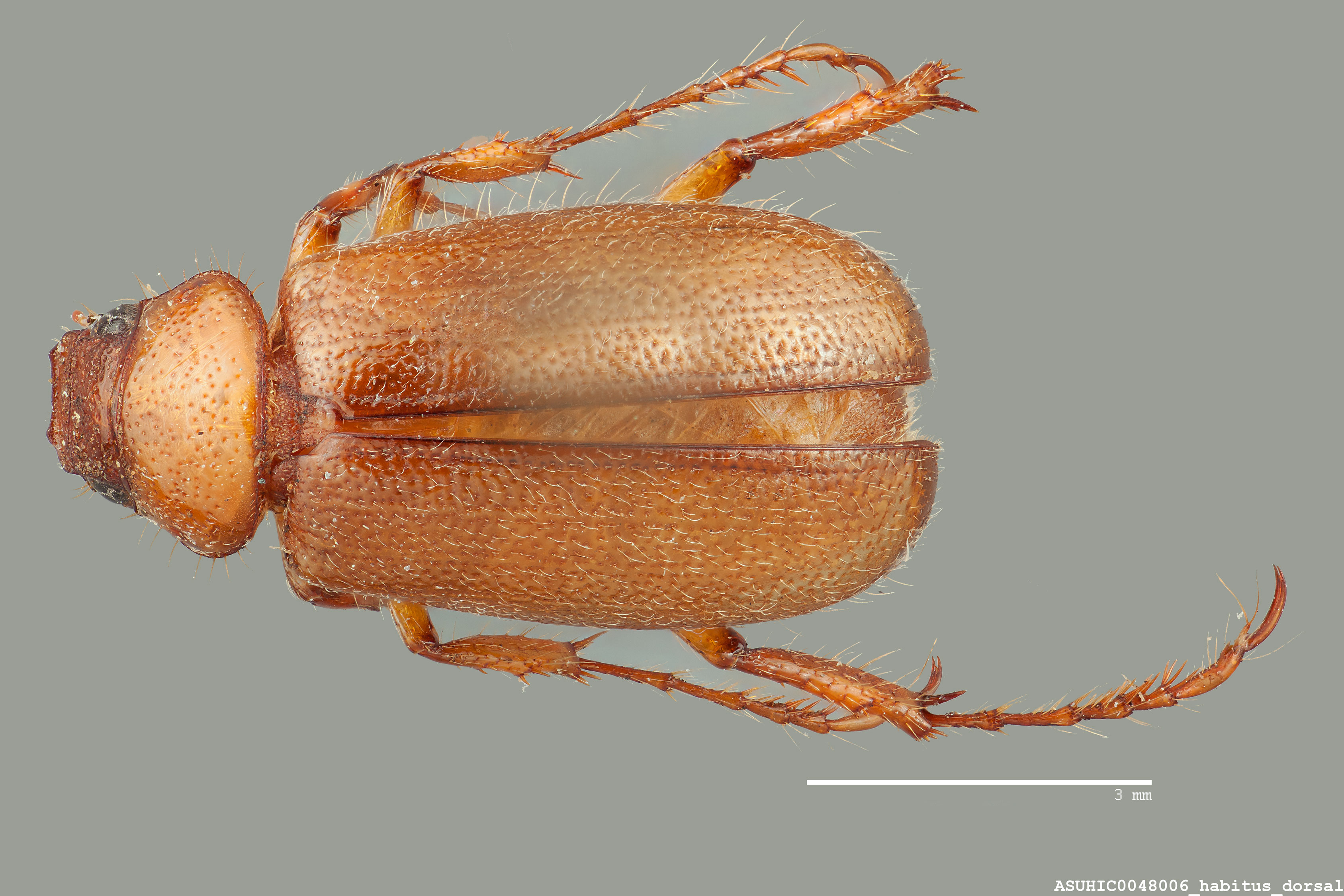 Melolonthinae image