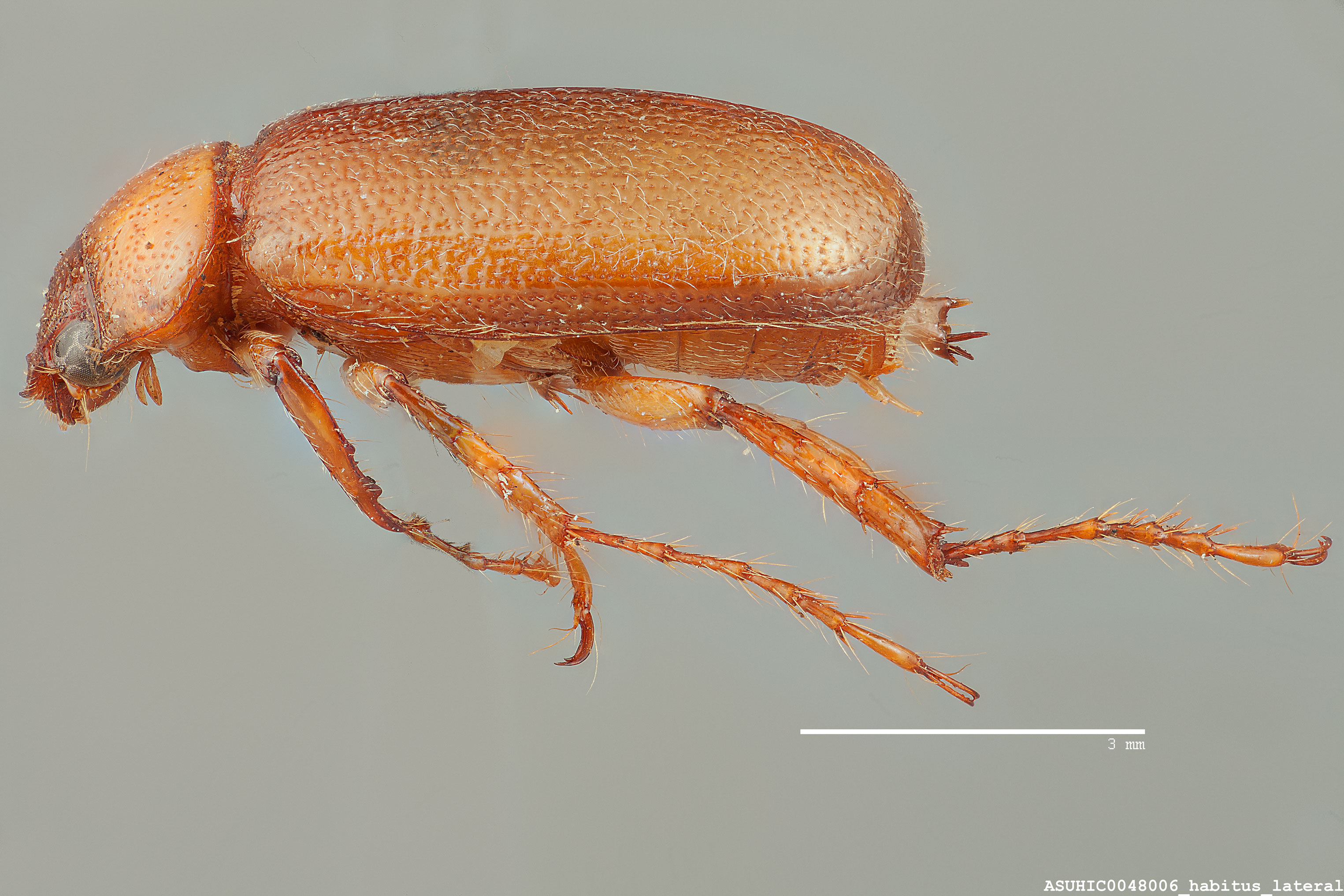 Scarabaeidae image