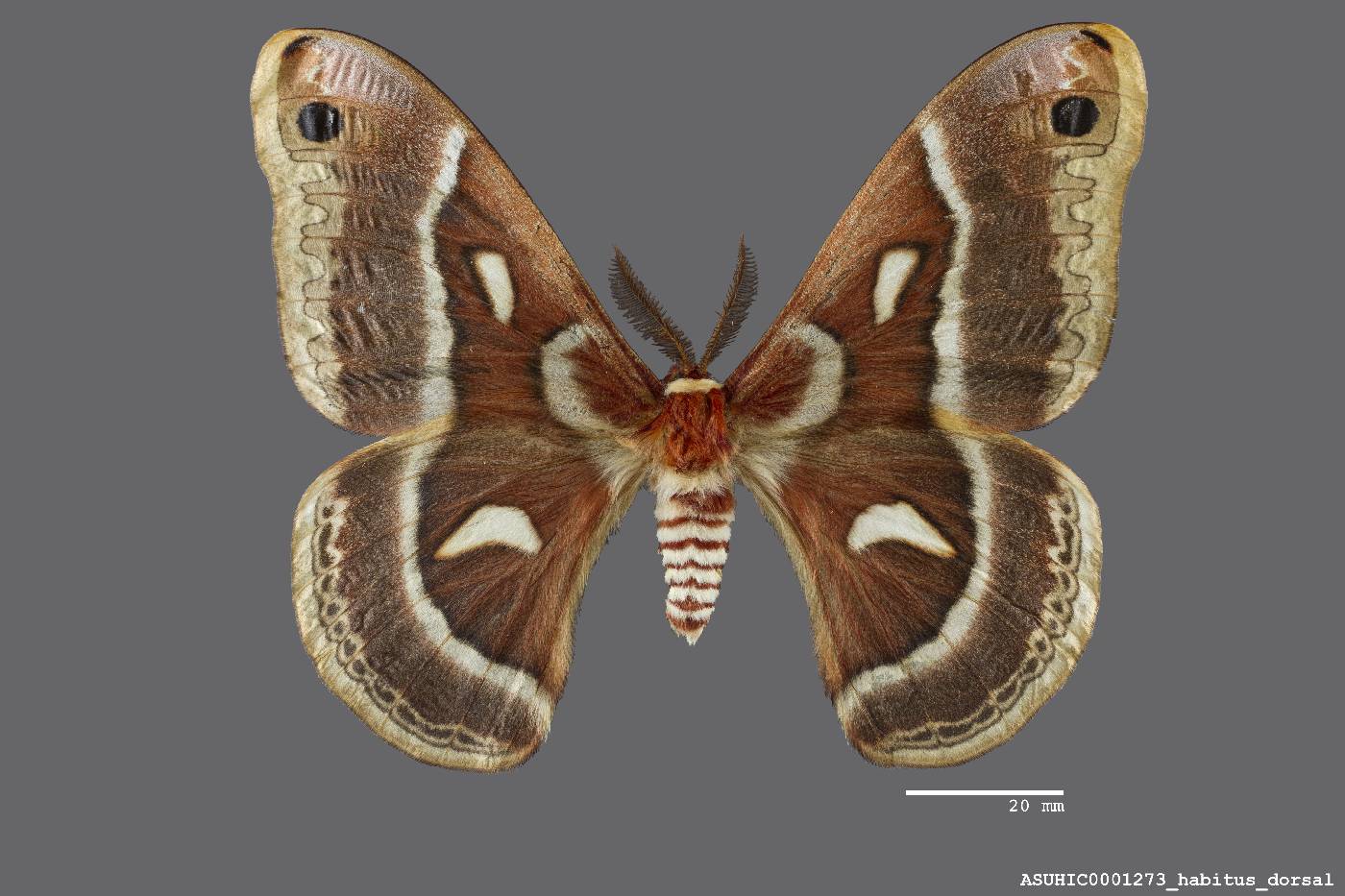 Hyalophora image