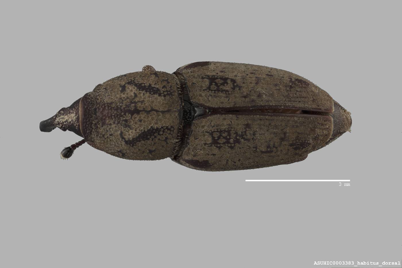 Sphenophorus rectus image