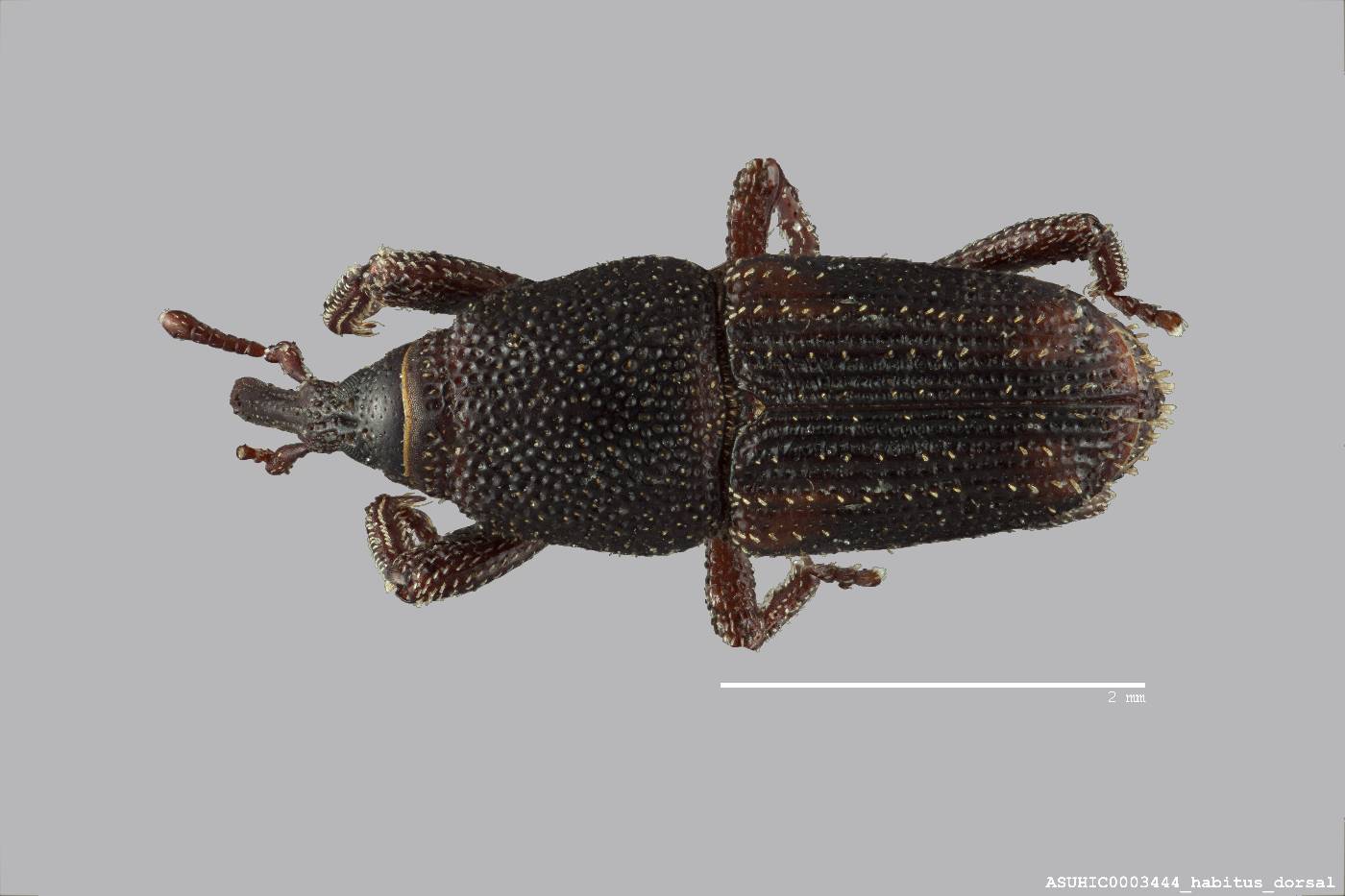 Sitophilus zeamais image