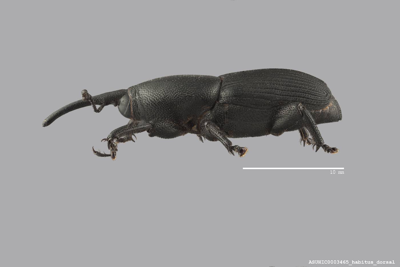 Scyphophorus yuccae image