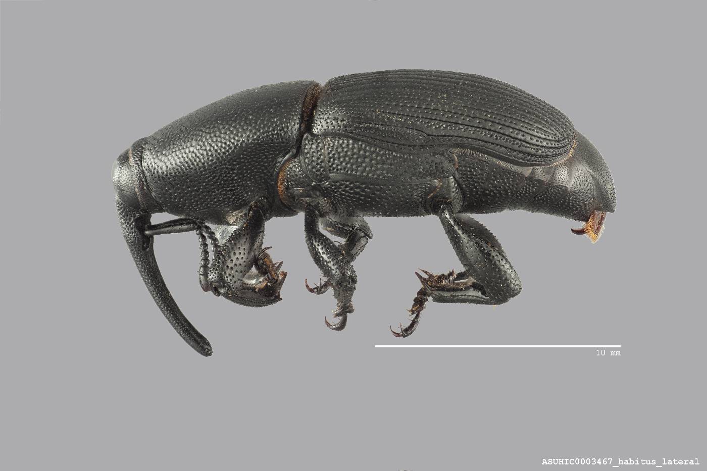 Scyphophorus acupunctatus image