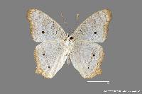 Anartia jatrophae luteipicta image