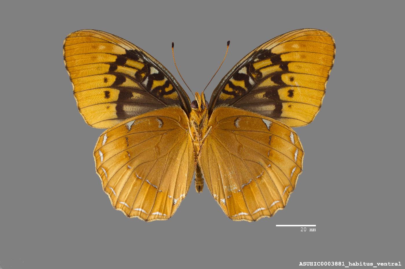 Speyeria diana image