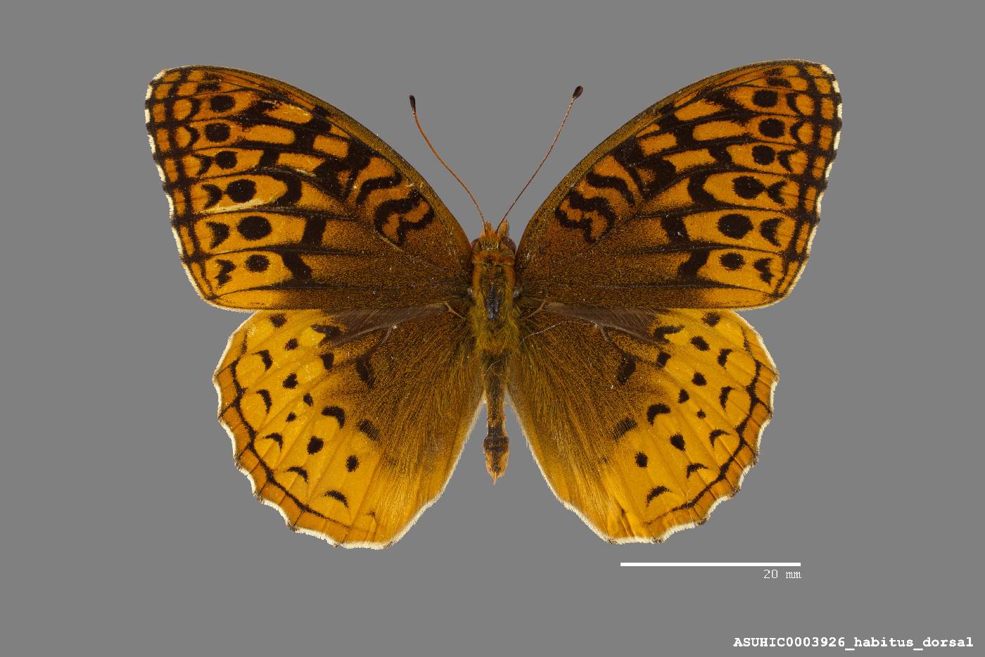 Speyeria cybele image