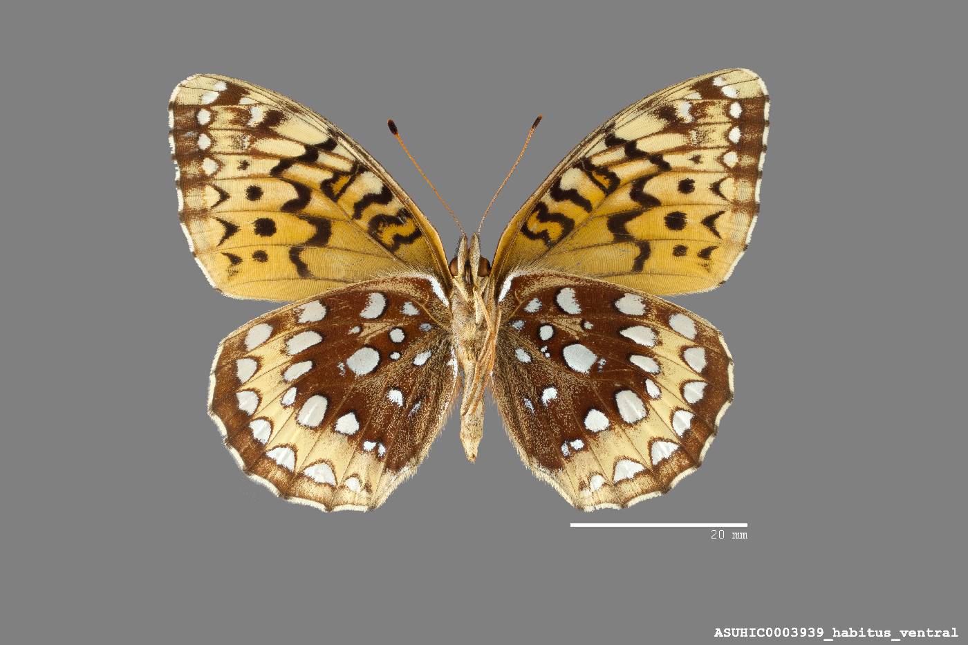 Speyeria cybele krautwurmi image