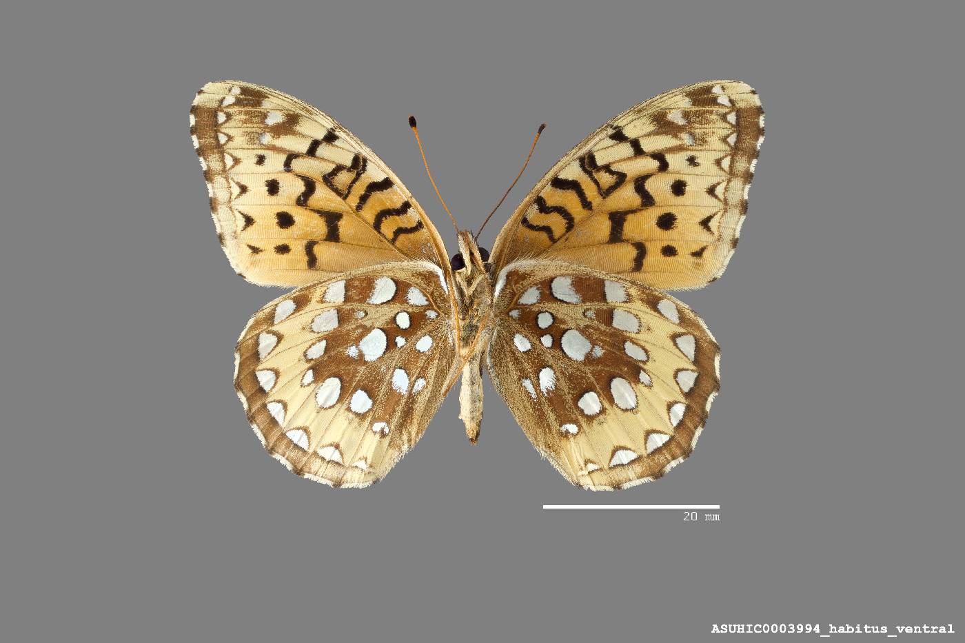 Speyeria cybele pseudocarpenteri image