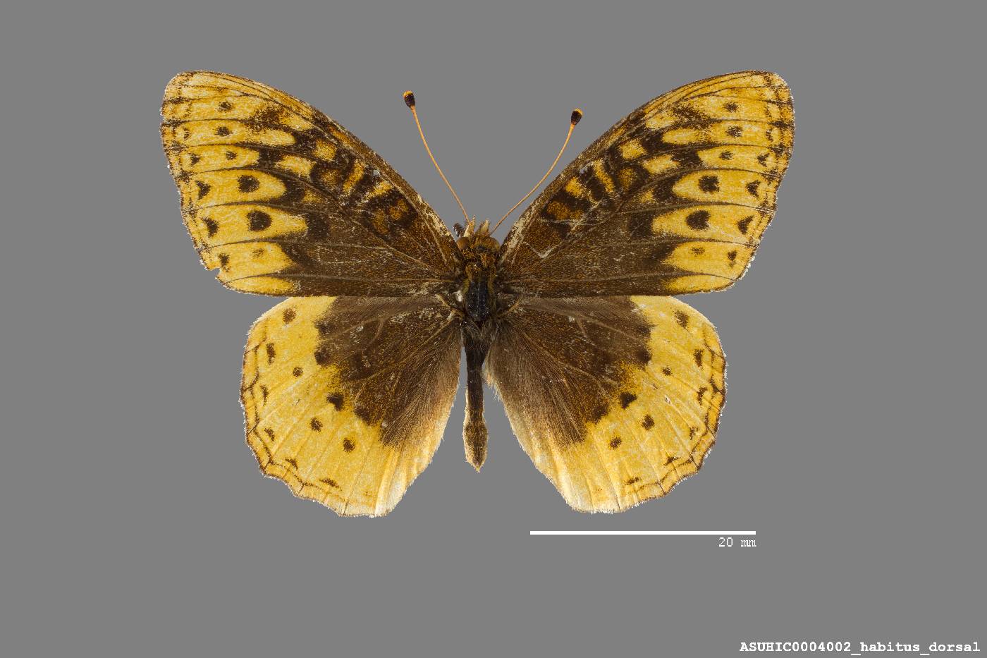 Speyeria cybele charlottii image