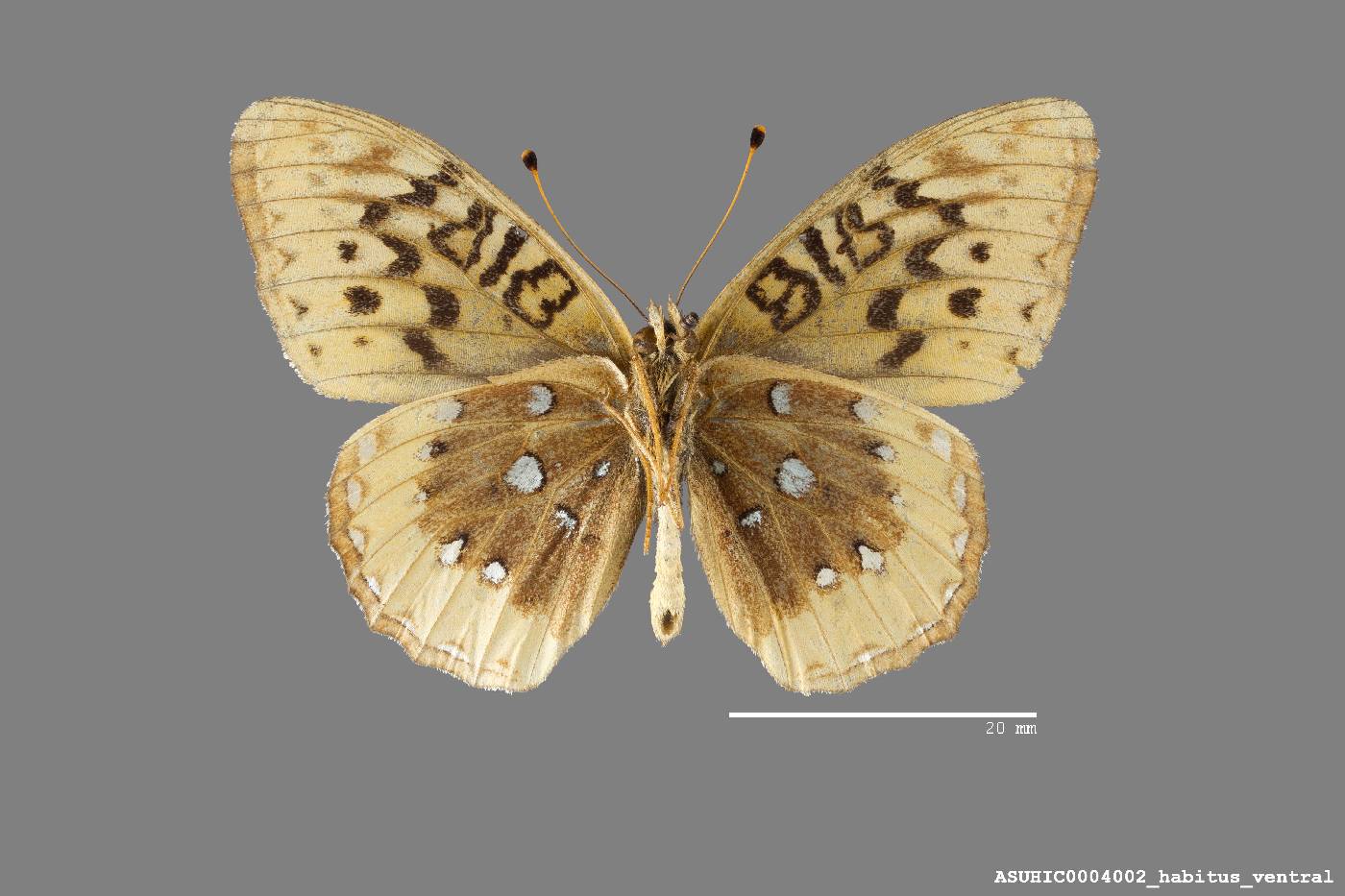 Speyeria cybele charlottii image