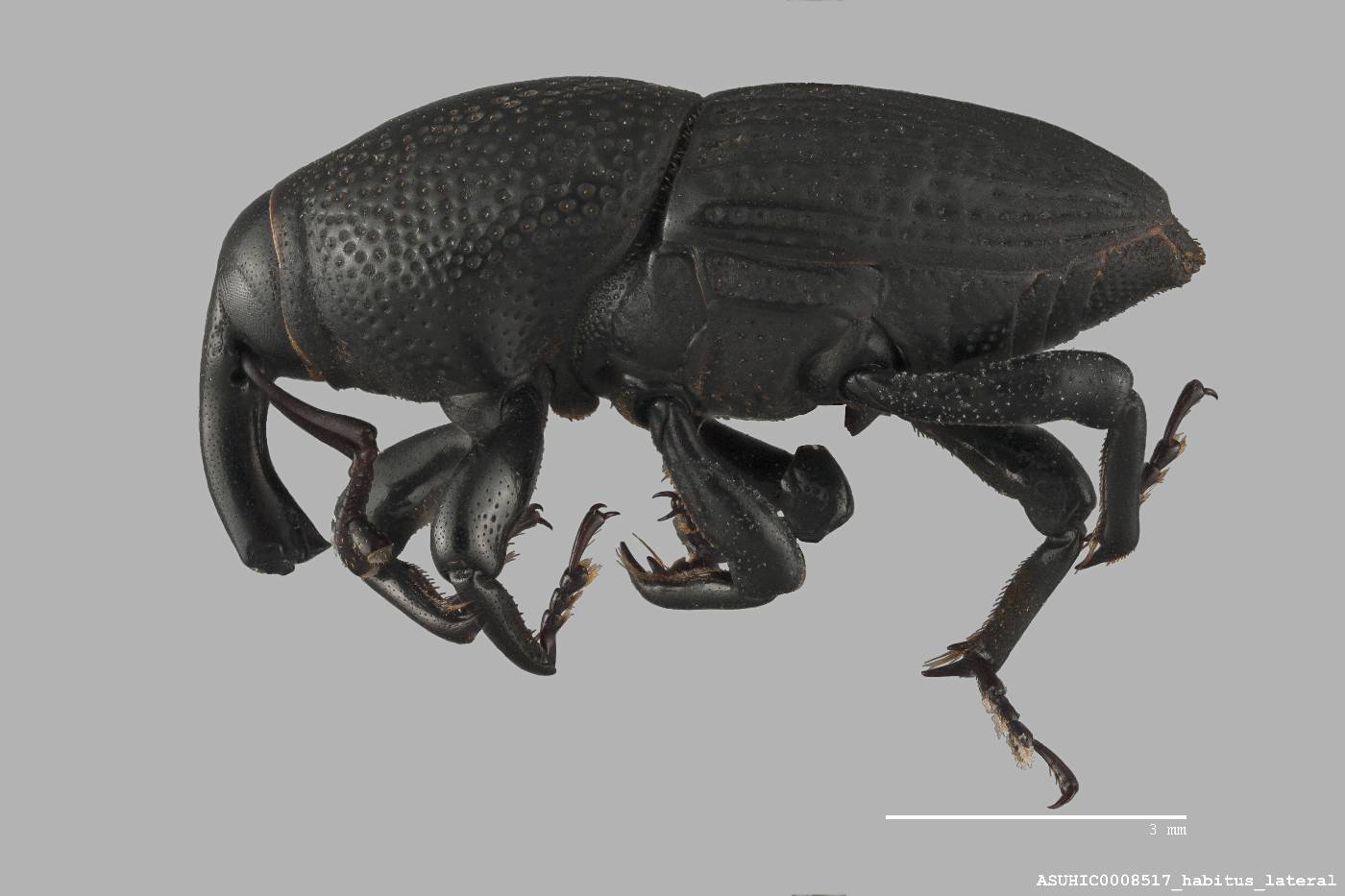 Sphenophorus chittendeni image