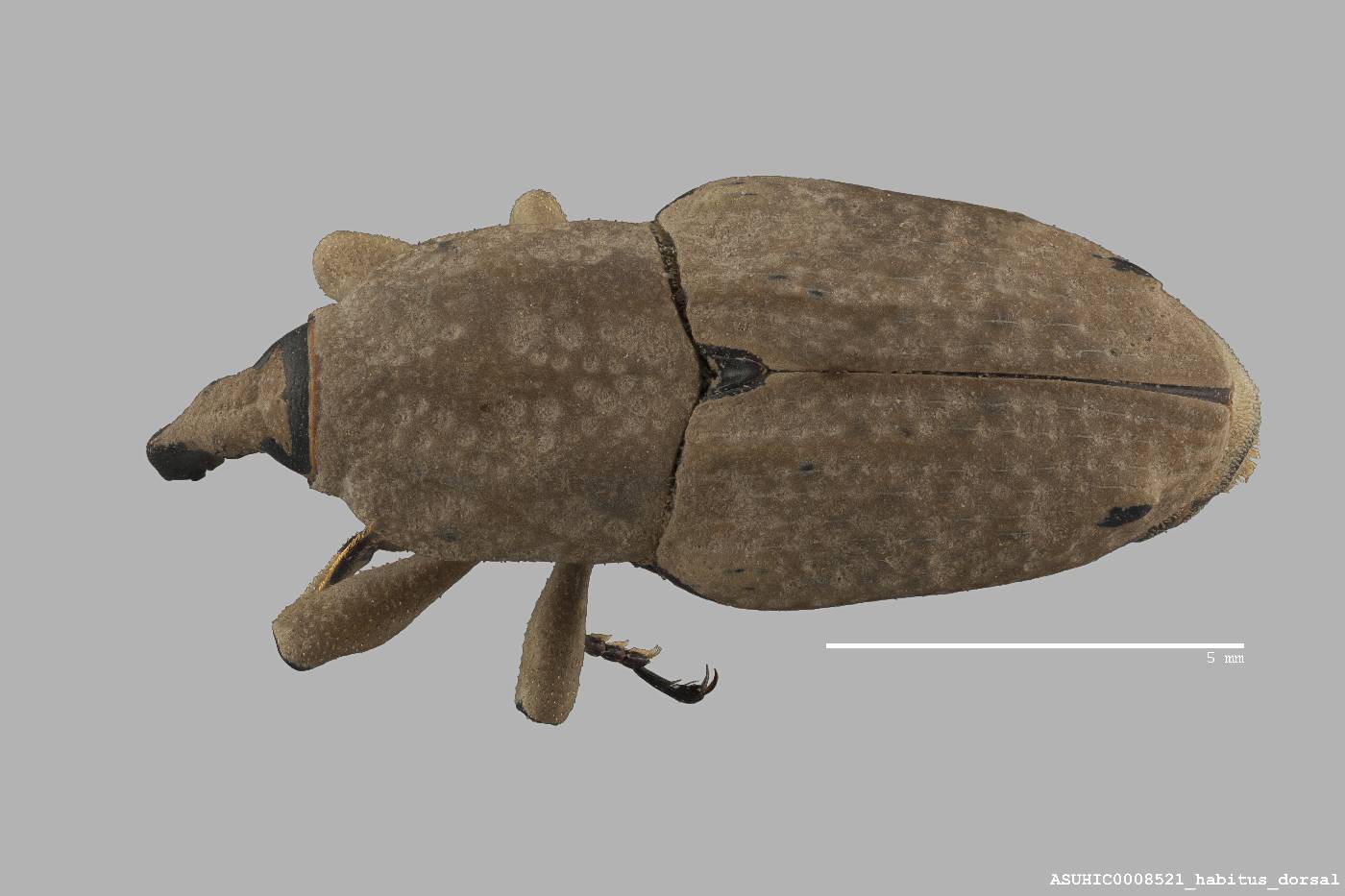 Sphenophorus callosus image