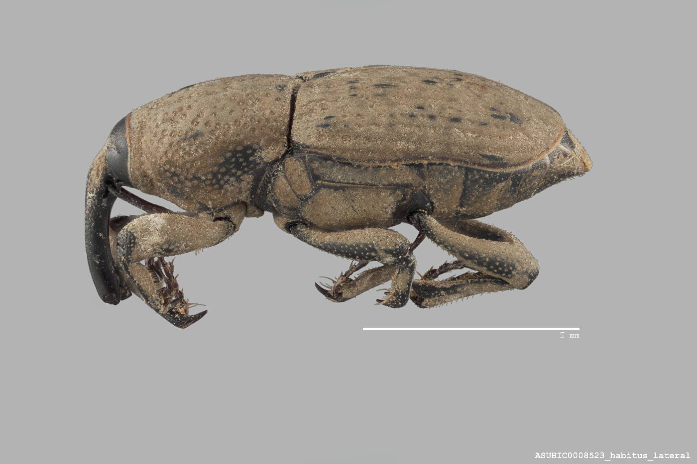 Sphenophorus destructor image