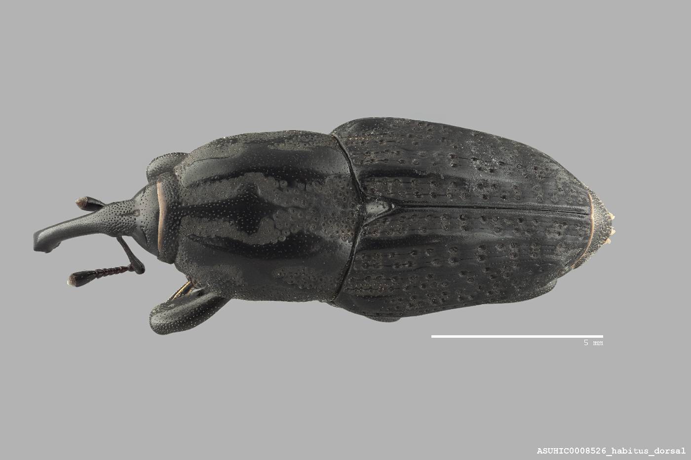 Sphenophorus cariosus image