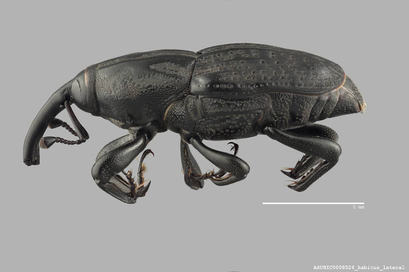 Sphenophorus cariosus image