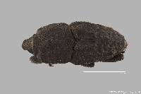 Image of Sphenophorus bartramiae