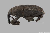 Sphenophorus bartramiae image