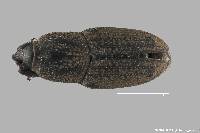 Sphenophorus coesifrons image