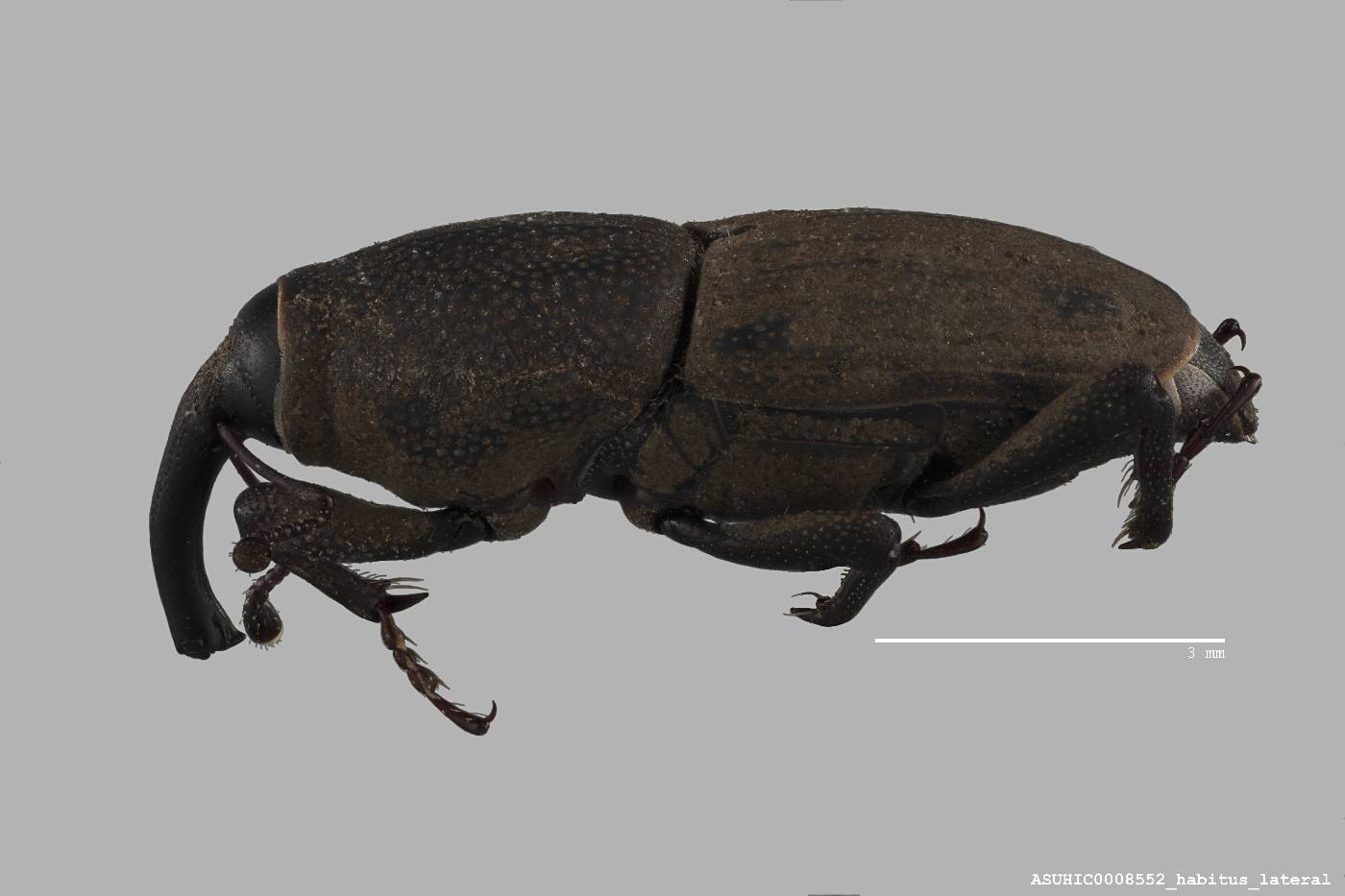 Sphenophorus interstitialis image